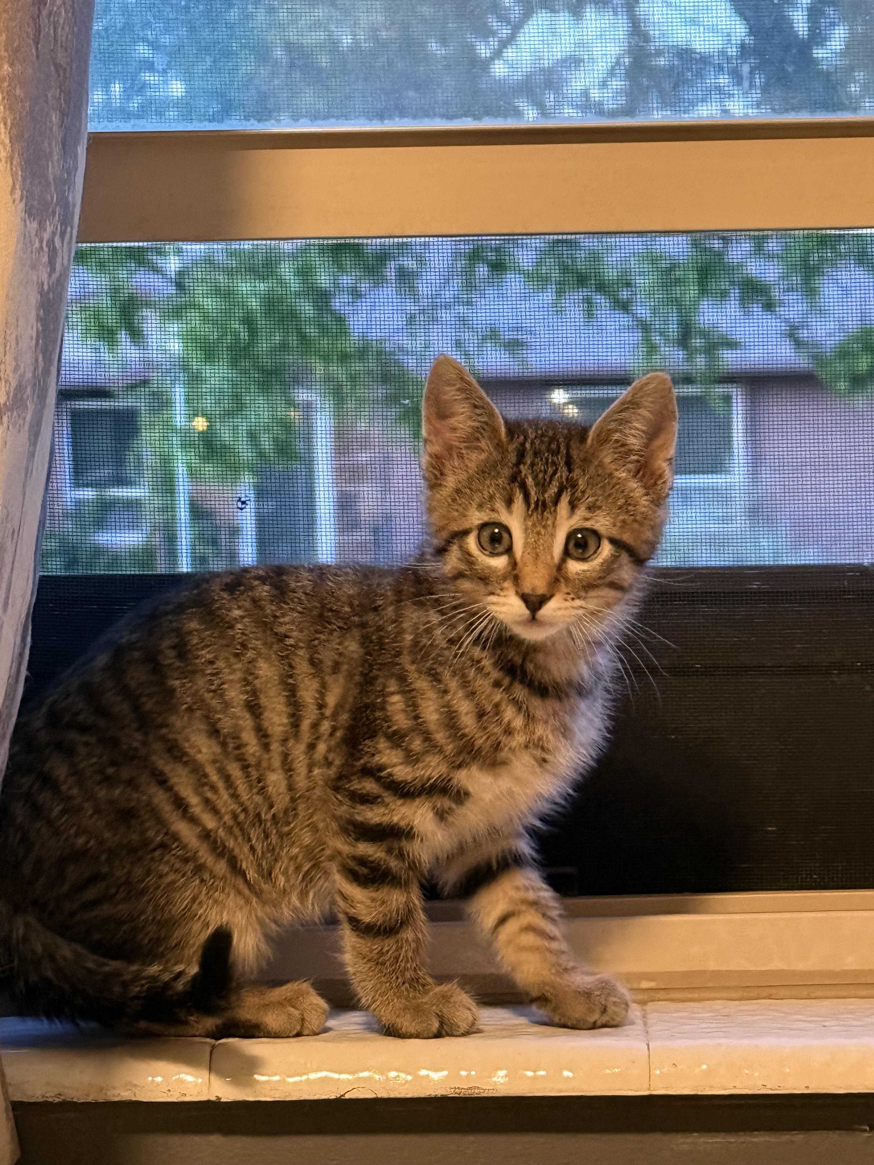 Floki, a Adoptable Domestic Short Hair in Salt Lake City, UT image 3/6