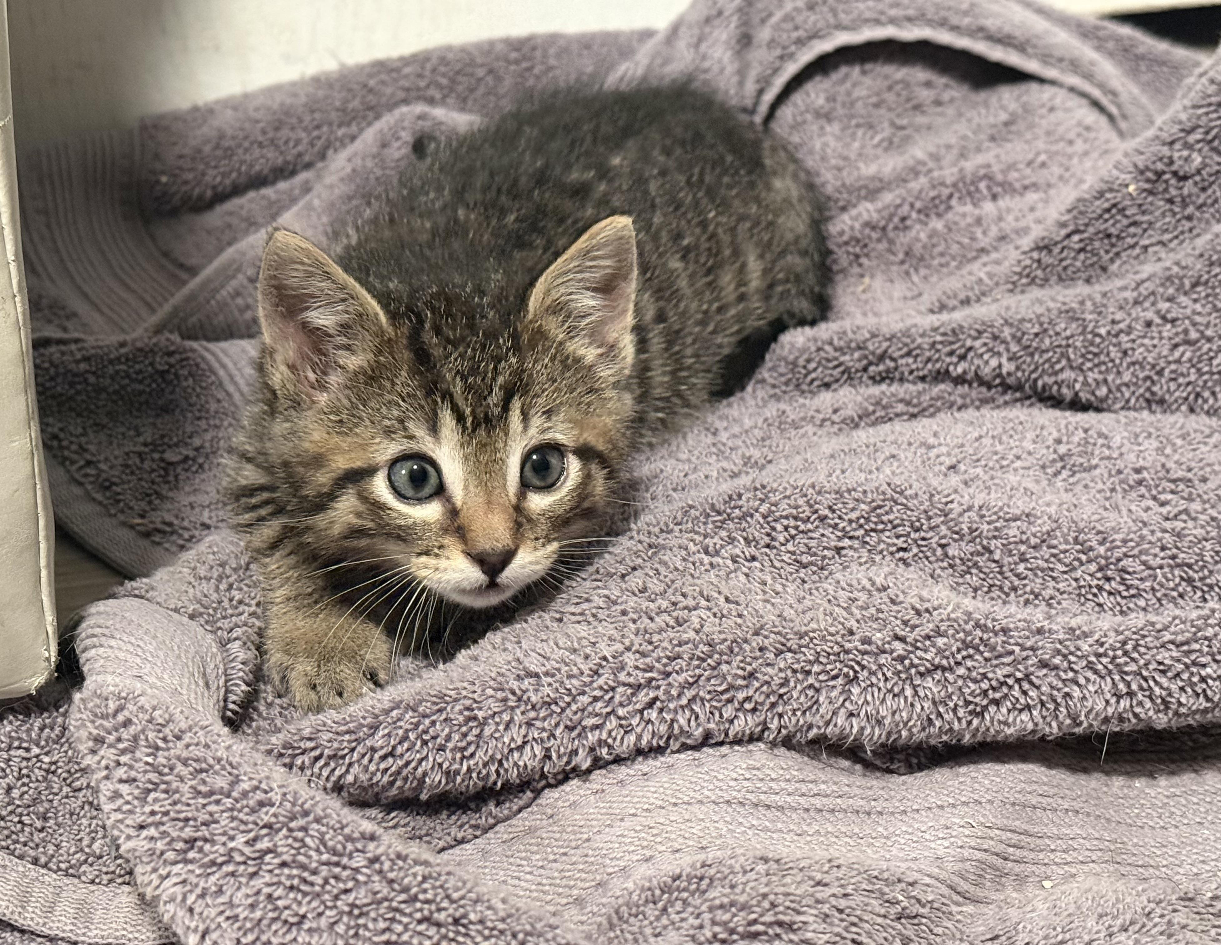 Floki, a Adoptable Domestic Short Hair in Salt Lake City, UT image 5/6