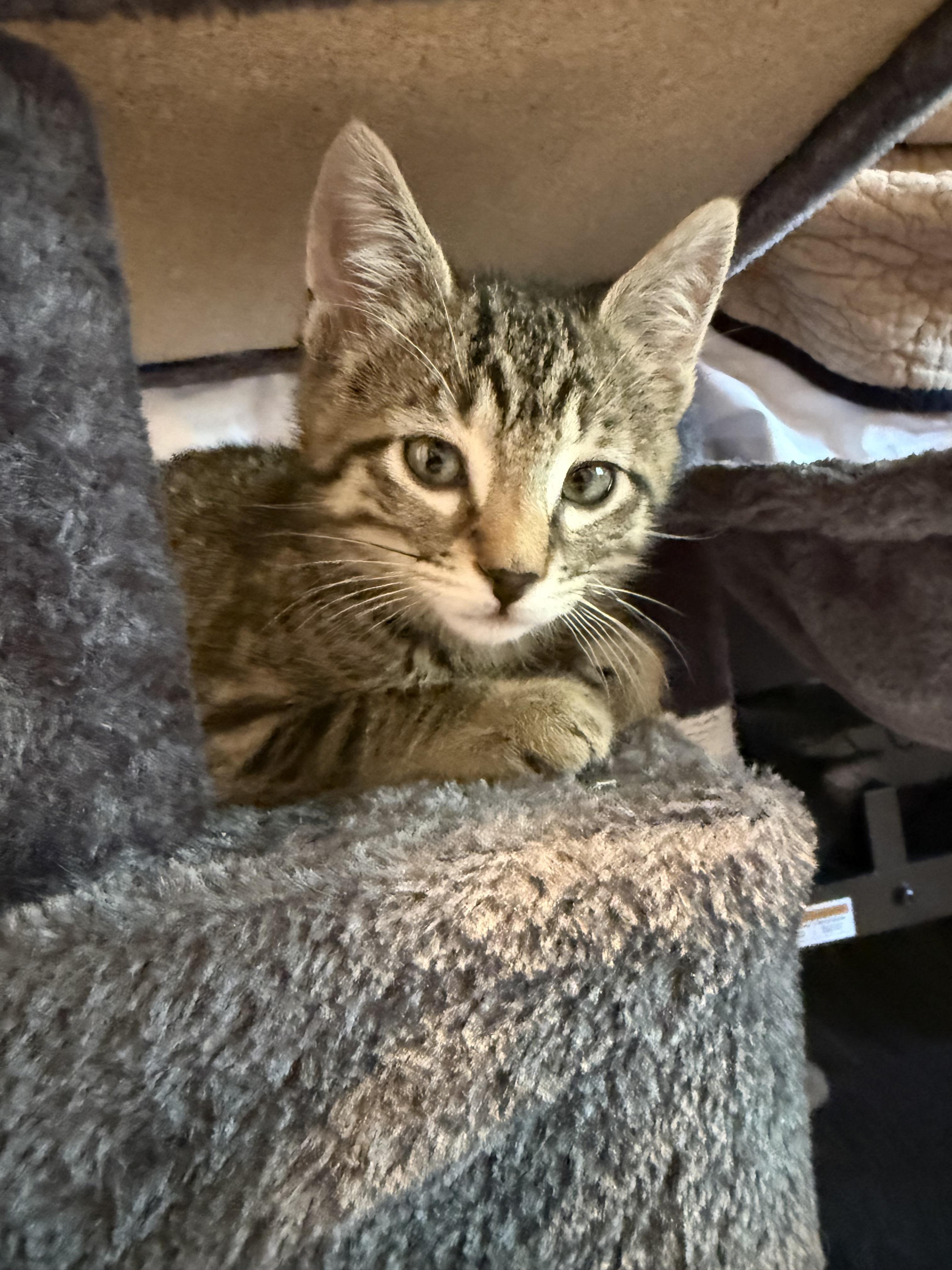 Floki, a Adoptable Domestic Short Hair in Salt Lake City, UT image 6/6