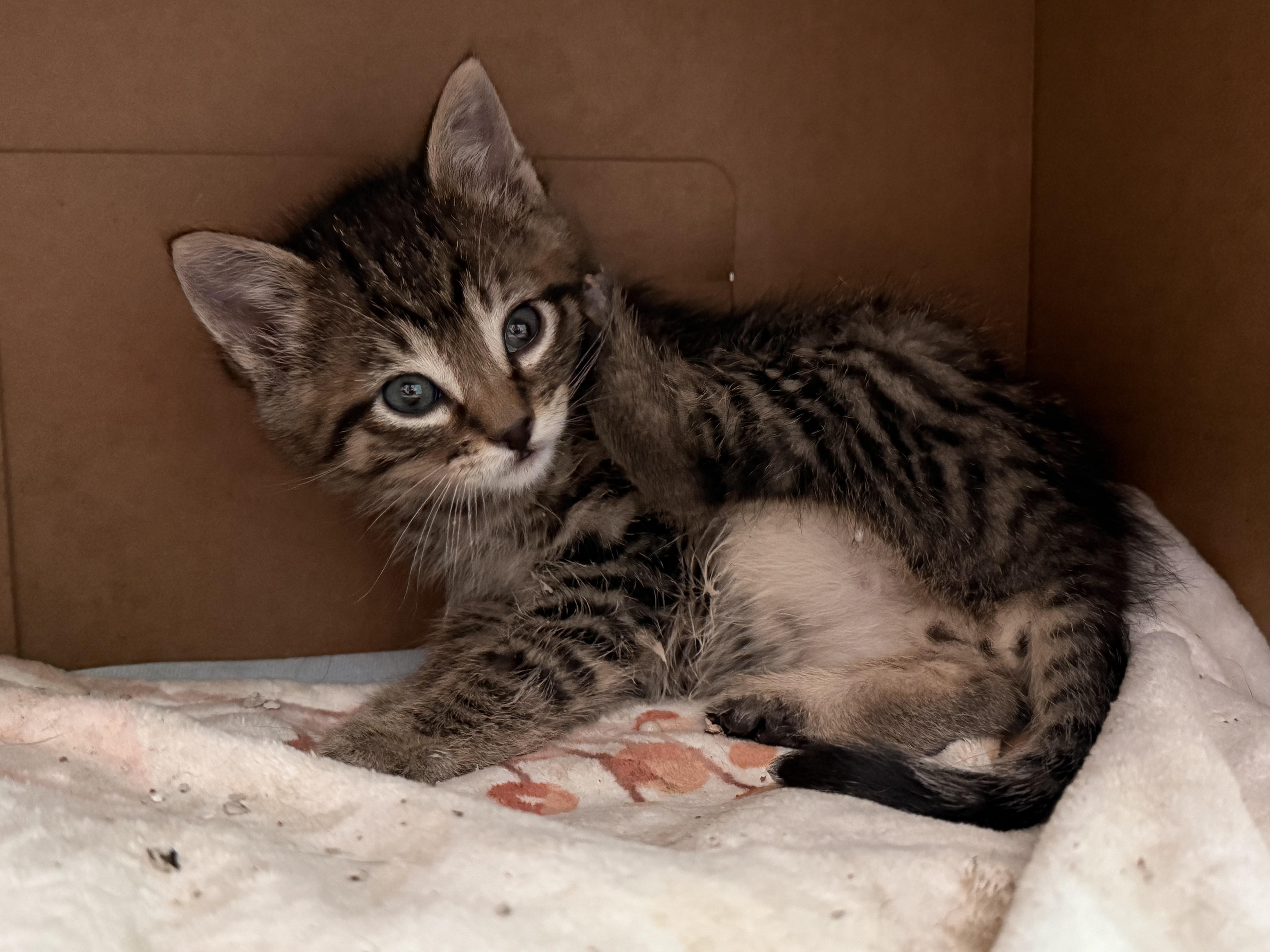 Floki, a Adoptable Domestic Short Hair in Salt Lake City, UT image 4/6