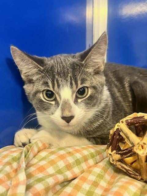 Enlarge Gravy Boat (ID 49339/3993), a Adoptable Domestic Short Hair in Manassas, VA image 1/1