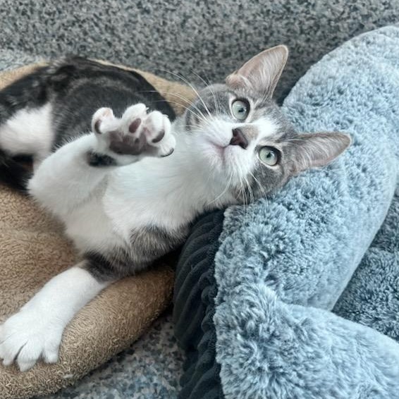 Gravy Boat (ID 49339/3993), Adoptable, Kitten Male Domestic Short Hair.