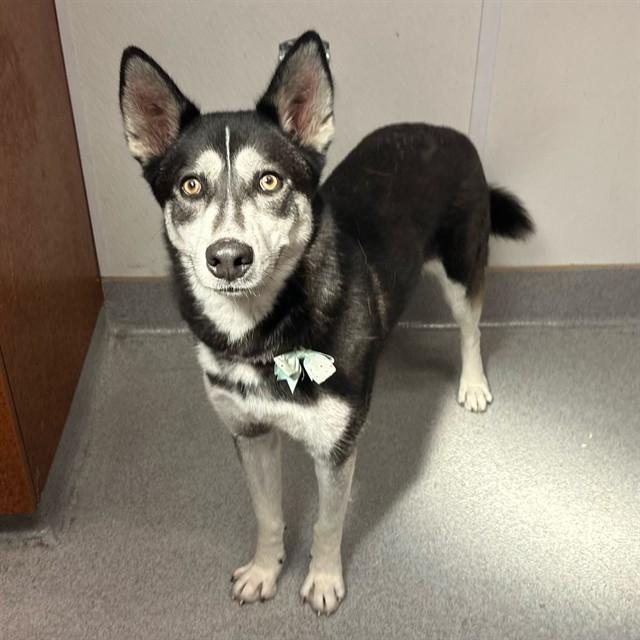JUNO, Adoptable, Adult Female Siberian Husky & German Shepherd Dog.