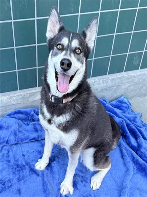 JUNO, Adoptable, Adult Female Siberian Husky & German Shepherd Dog.