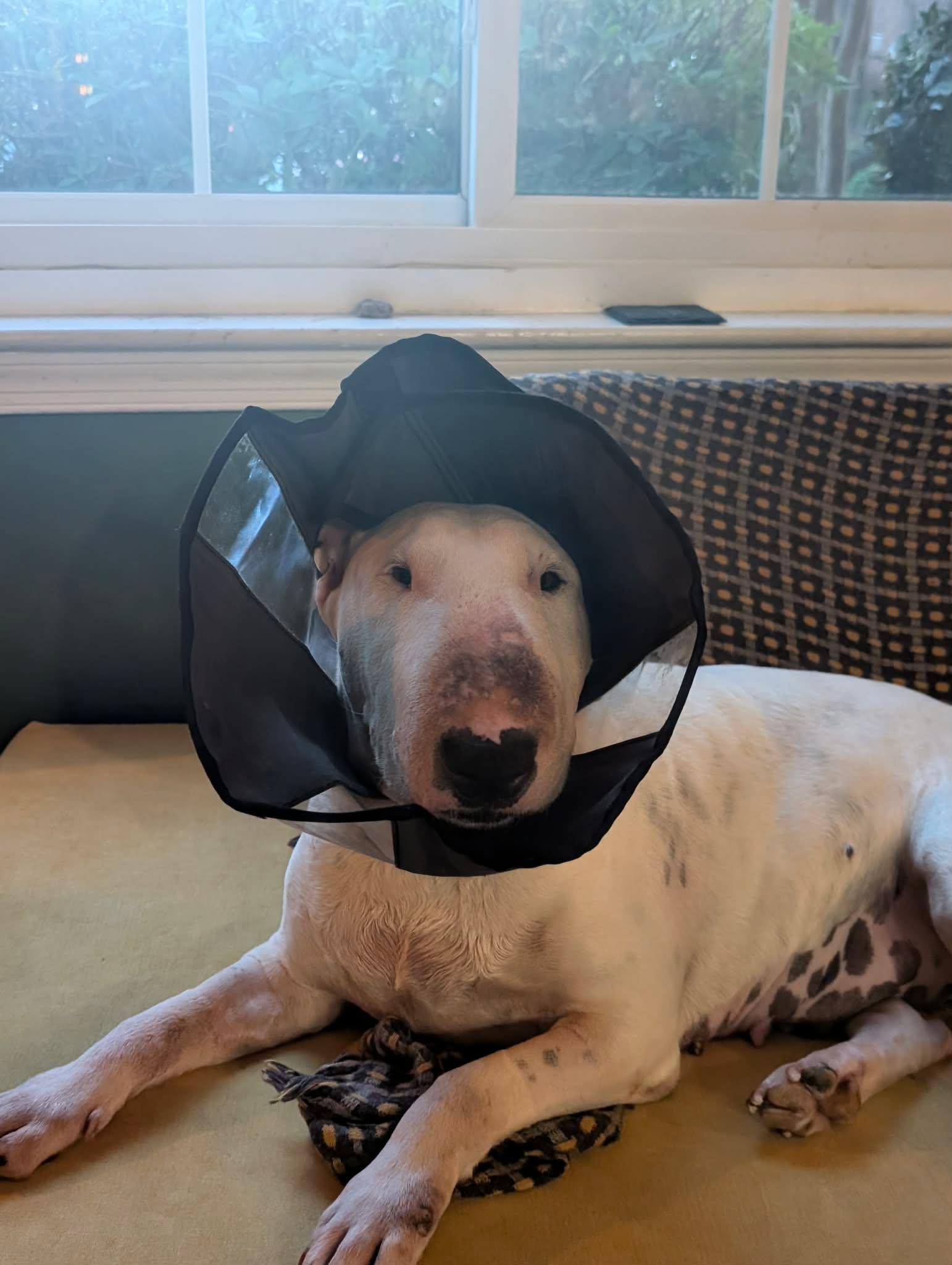 Enlarge 26-034 Margo aka Bobbie, a Adoptable Bull Terrier in Ayden, NC image 2/6