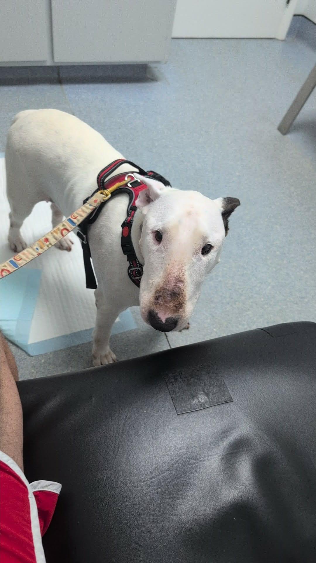 Enlarge 26-034 Margo aka Bobbie, a Adoptable Bull Terrier in Ayden, NC image 4/6