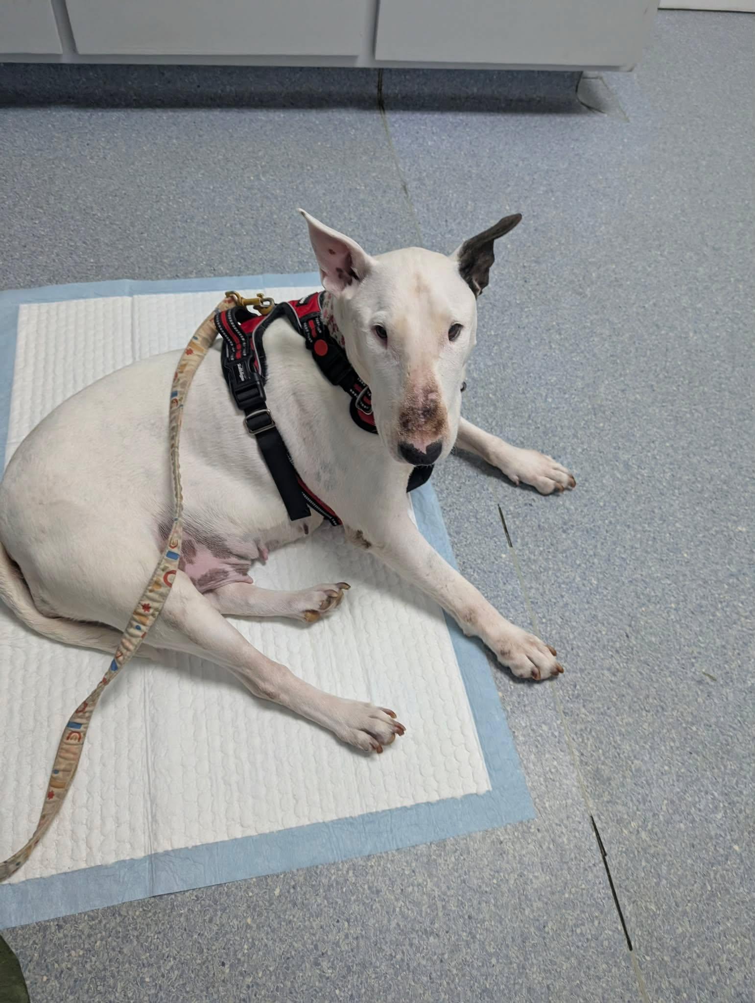 Enlarge 26-034 Margo aka Bobbie, a Adoptable Bull Terrier in Ayden, NC image 5/6