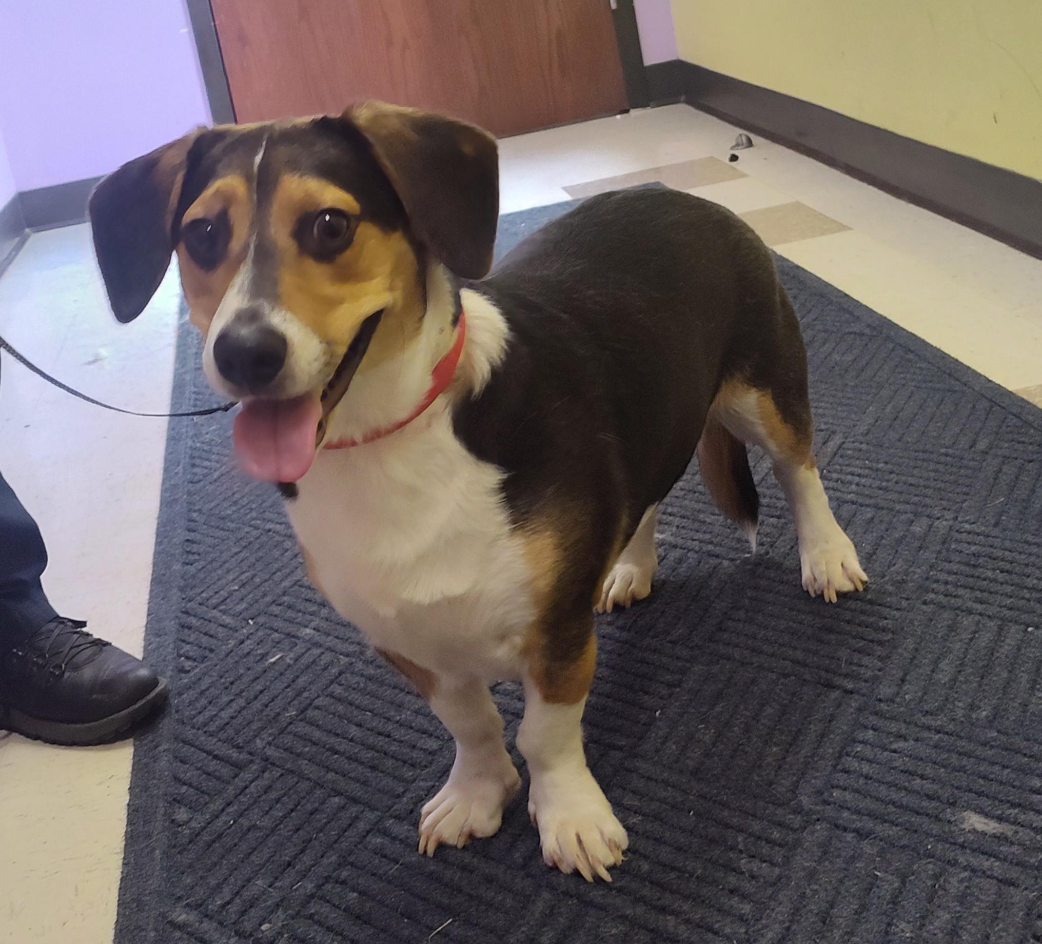 Enlarge MIKEY, an adopted mixed breed in Claremore, OK image 2/3