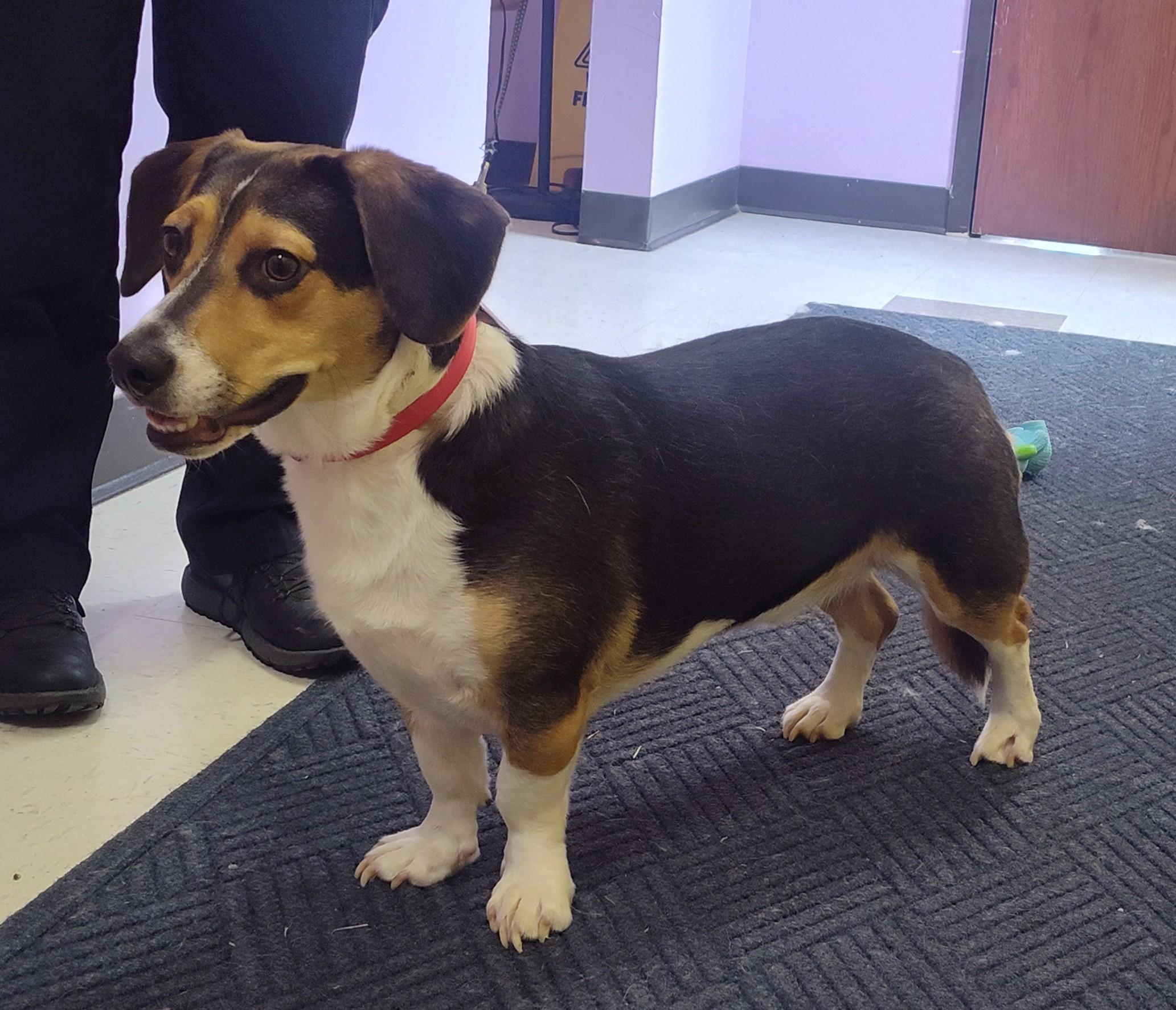 Enlarge MIKEY, an adopted mixed breed in Claremore, OK image 3/3