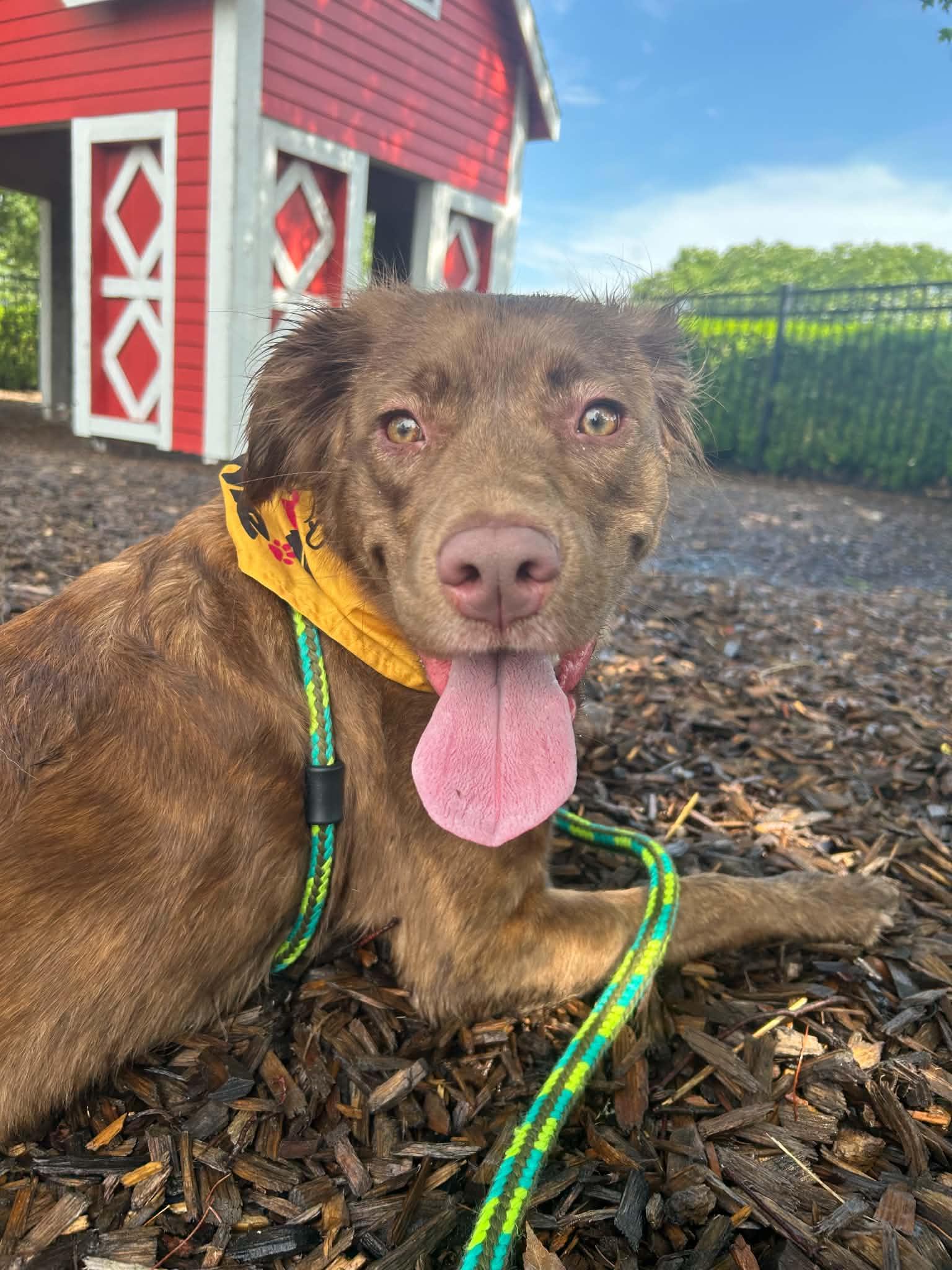 Cherry, Adopted, Young Female Golden Retriever.