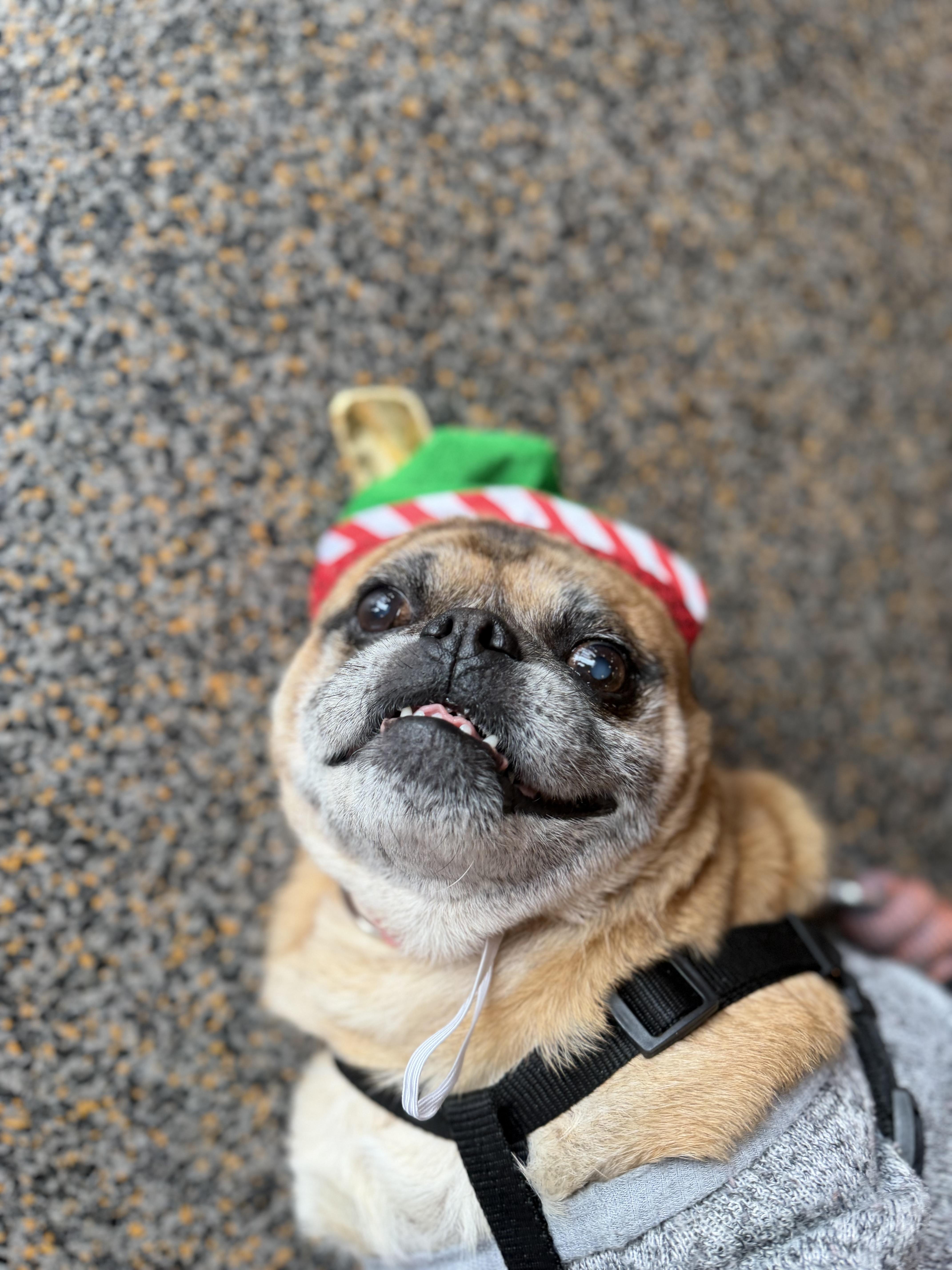 Enlarge Bruce, a Adoptable Pug in Medford, NJ image 1/5