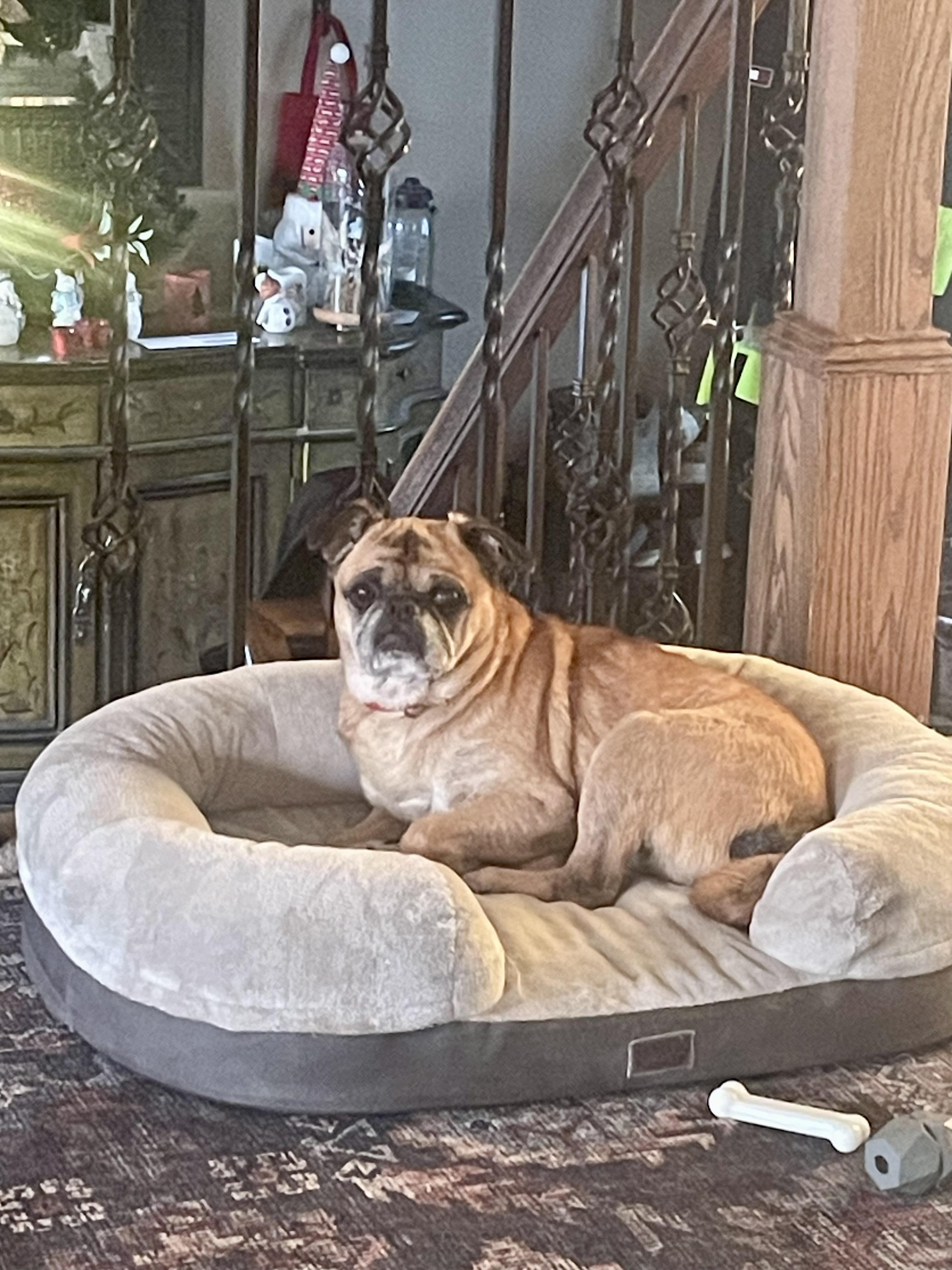 Enlarge Bruce, a Adoptable Pug in Medford, NJ image 5/5