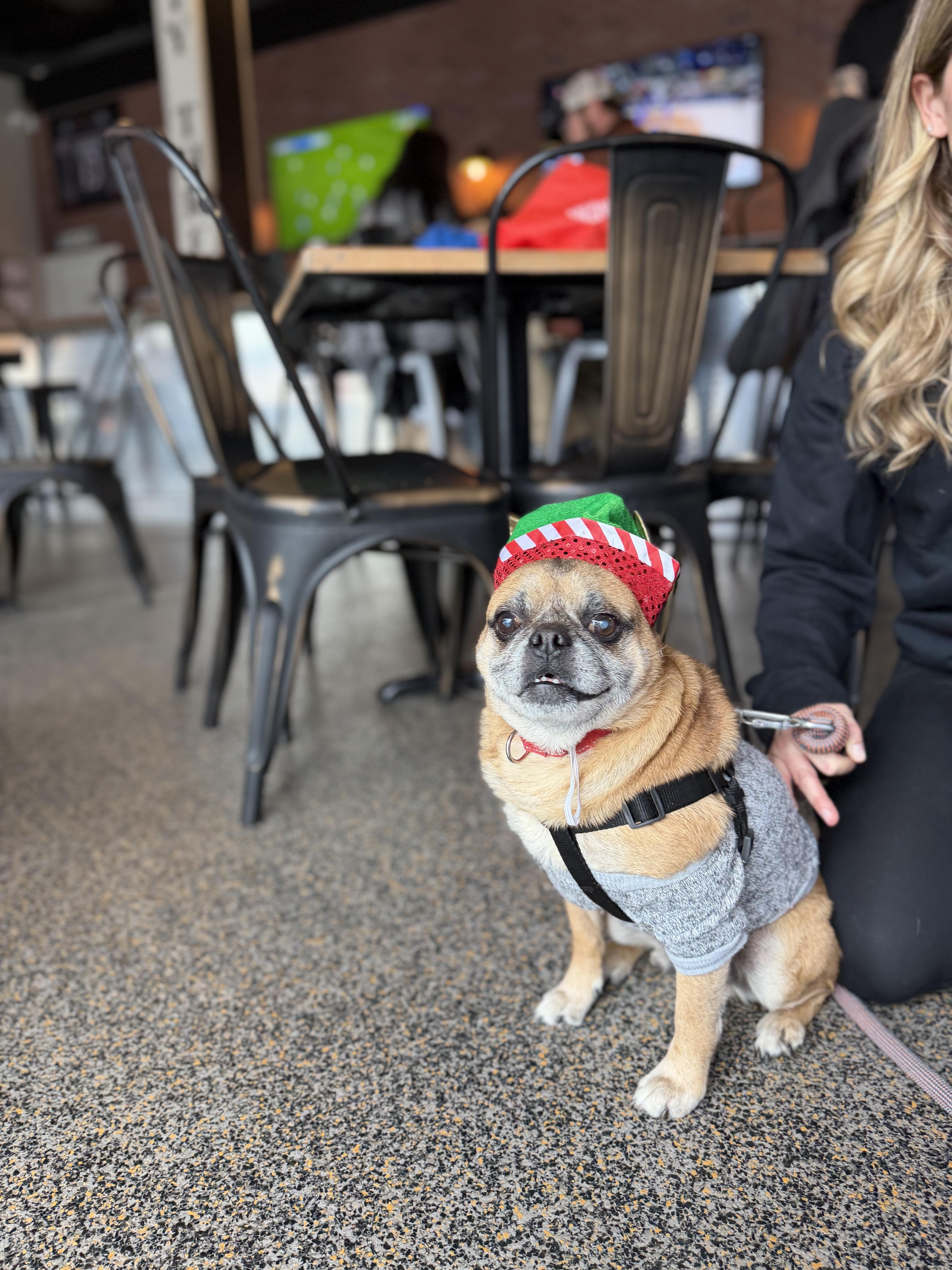 Enlarge Bruce, a Adoptable Pug in Medford, NJ image 2/5