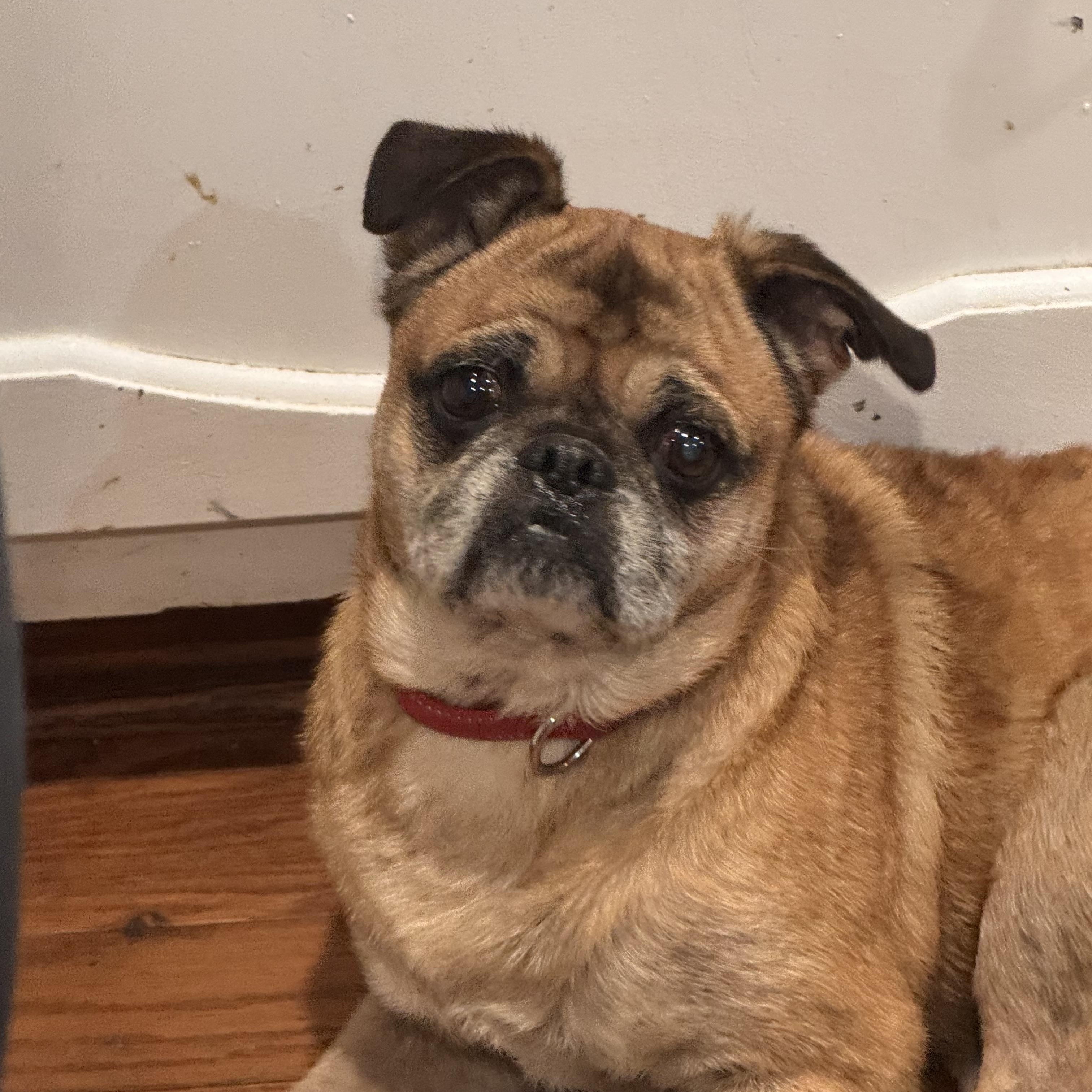 Bruce, Adoptable, Adult Male Pug.