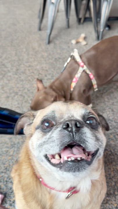 Enlarge Bruce, a Adoptable Pug in Medford, NJ video 4/5