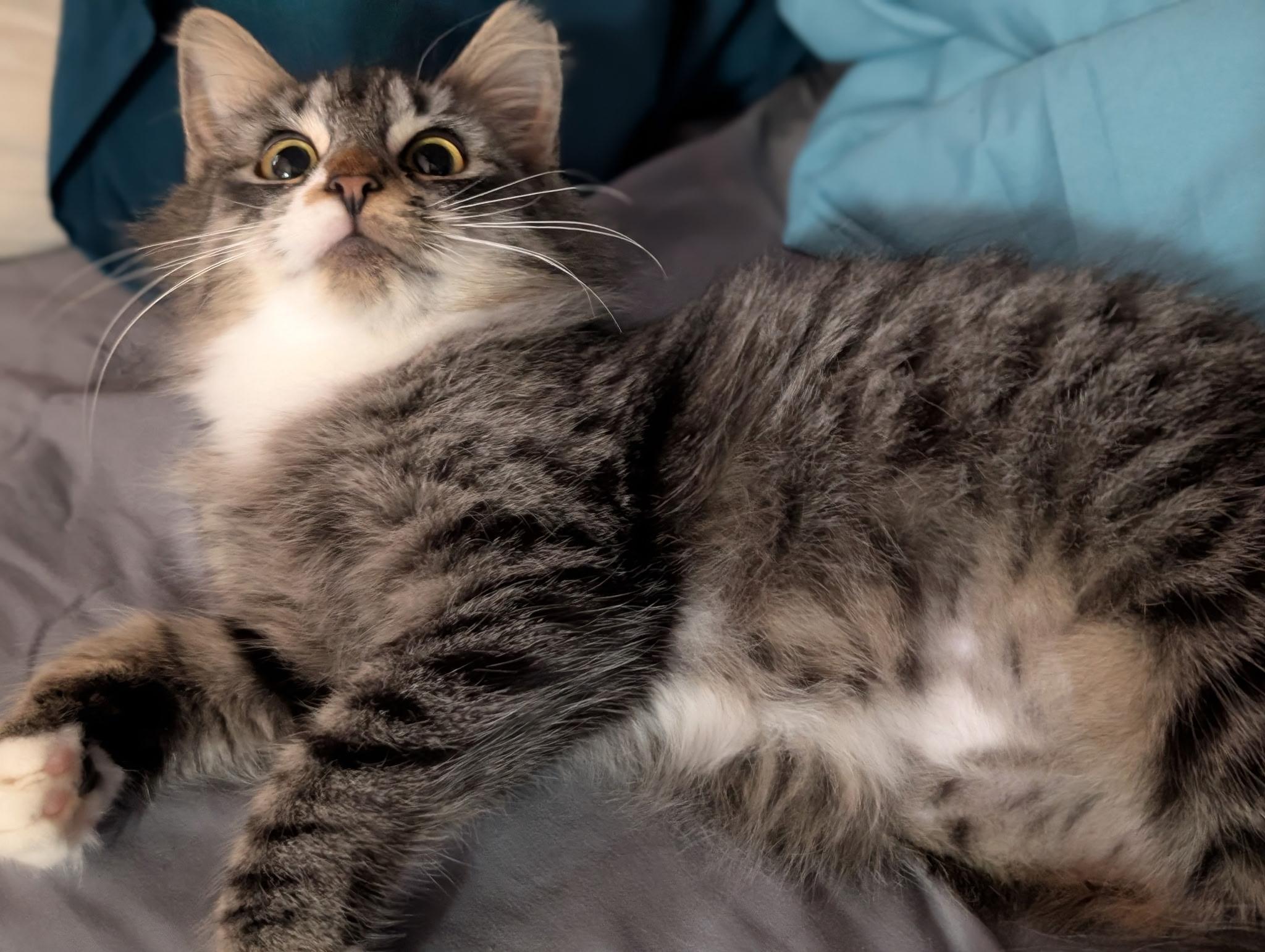 Bristol, Adoptable, Kitten Female Domestic Long Hair.