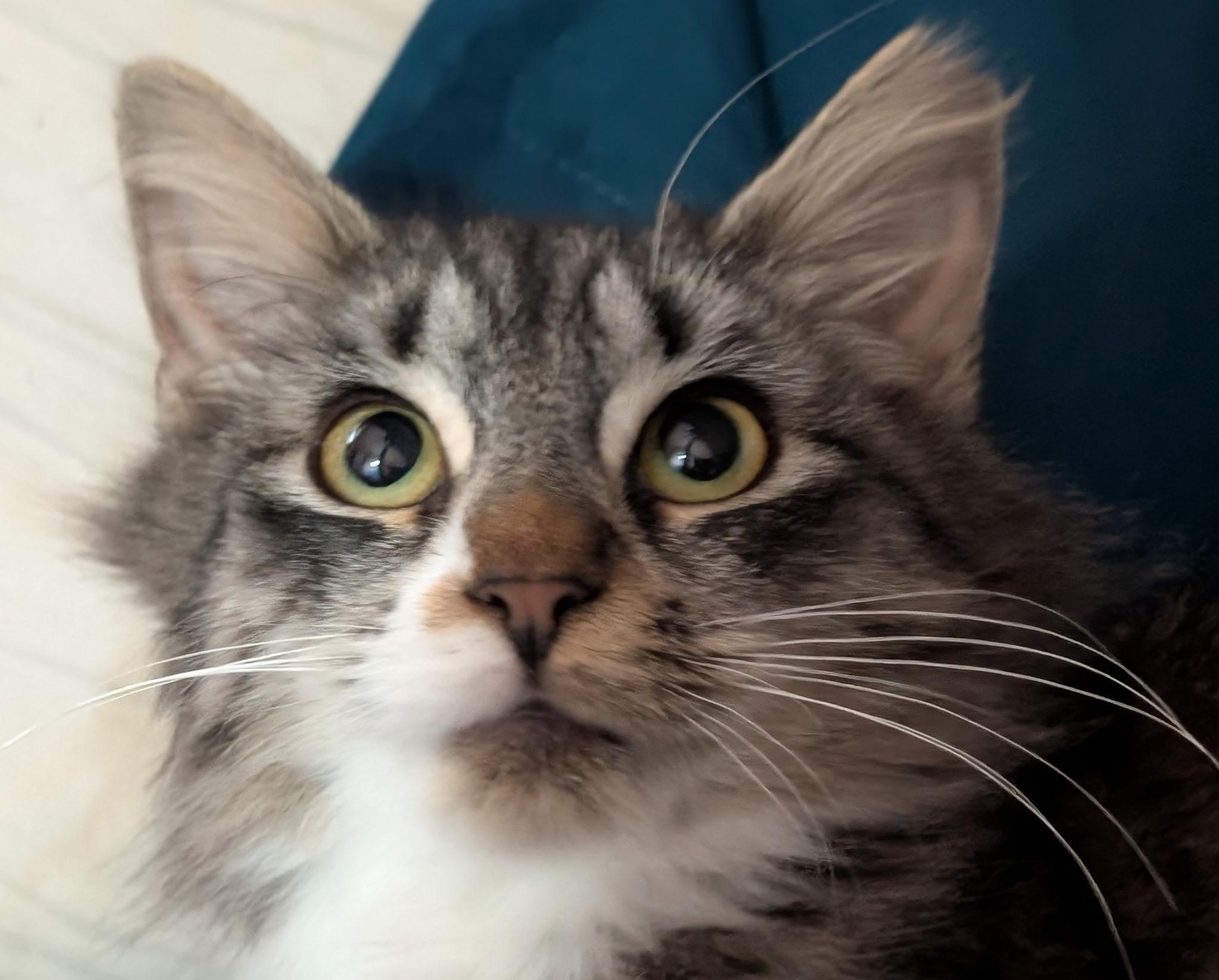 Enlarge Bristol, an adopted mixed breed in South Euclid, OH image 2/6