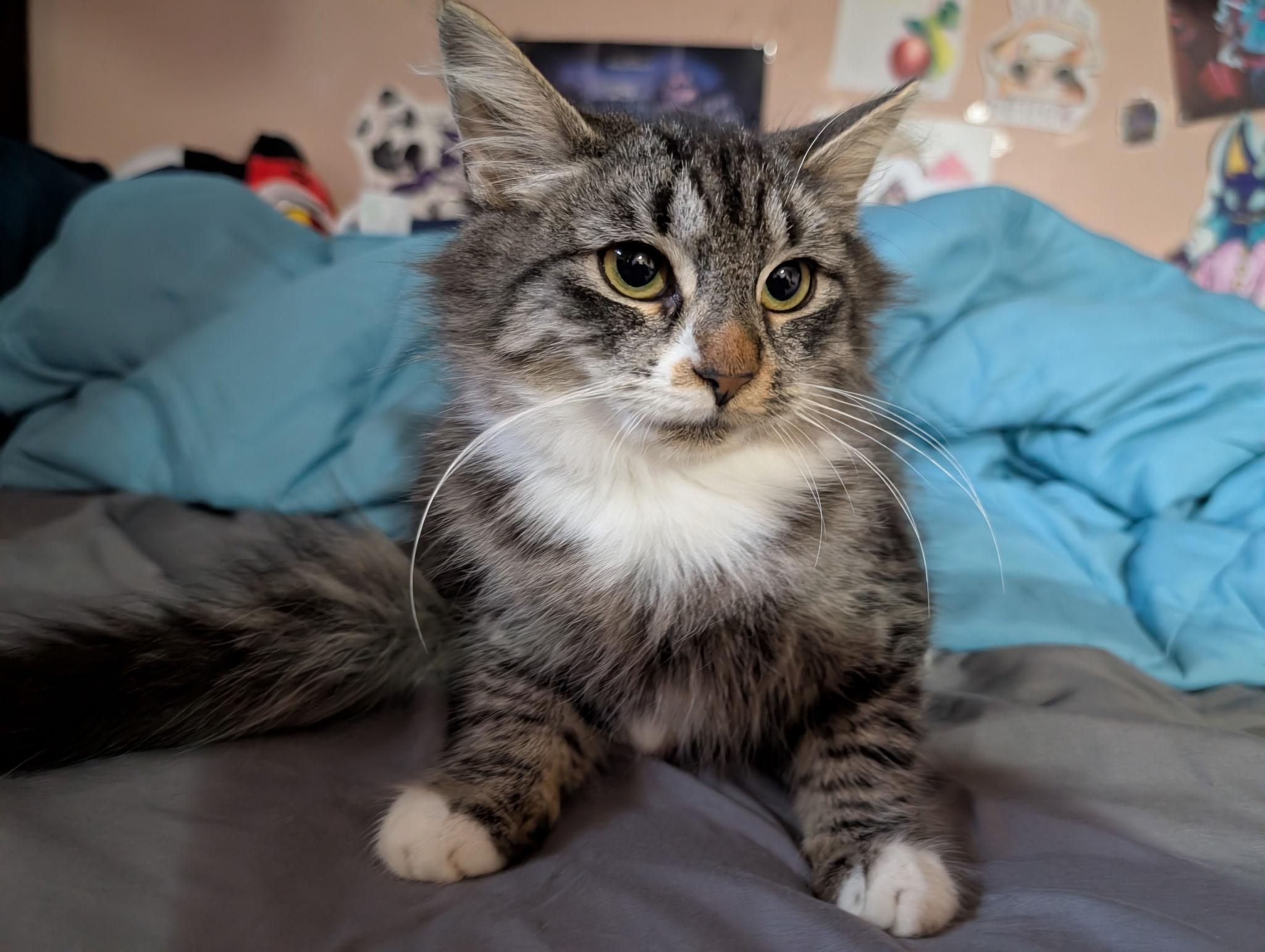 Enlarge Bristol, an adopted mixed breed in South Euclid, OH image 3/6