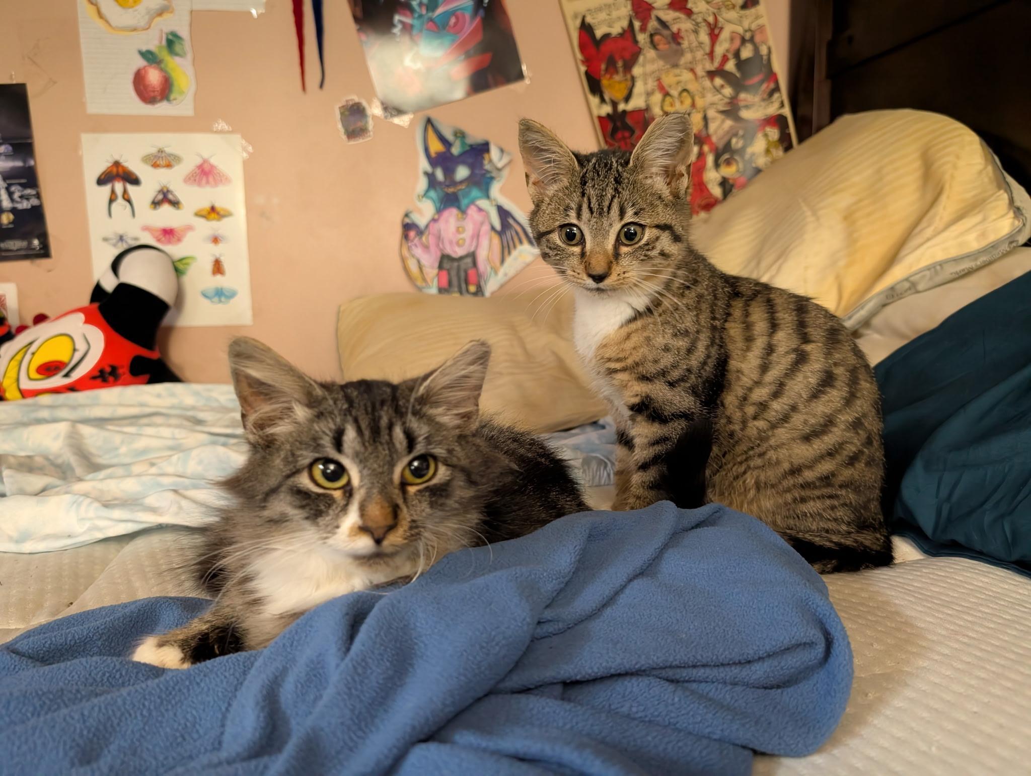 Enlarge Bristol, an adopted mixed breed in South Euclid, OH image 4/6