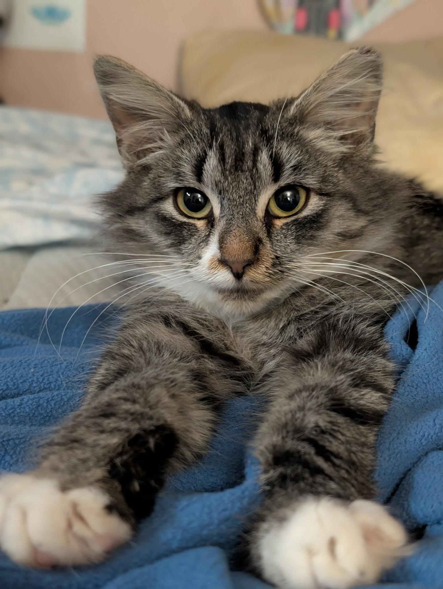 Enlarge Bristol, an adopted mixed breed in South Euclid, OH image 5/6