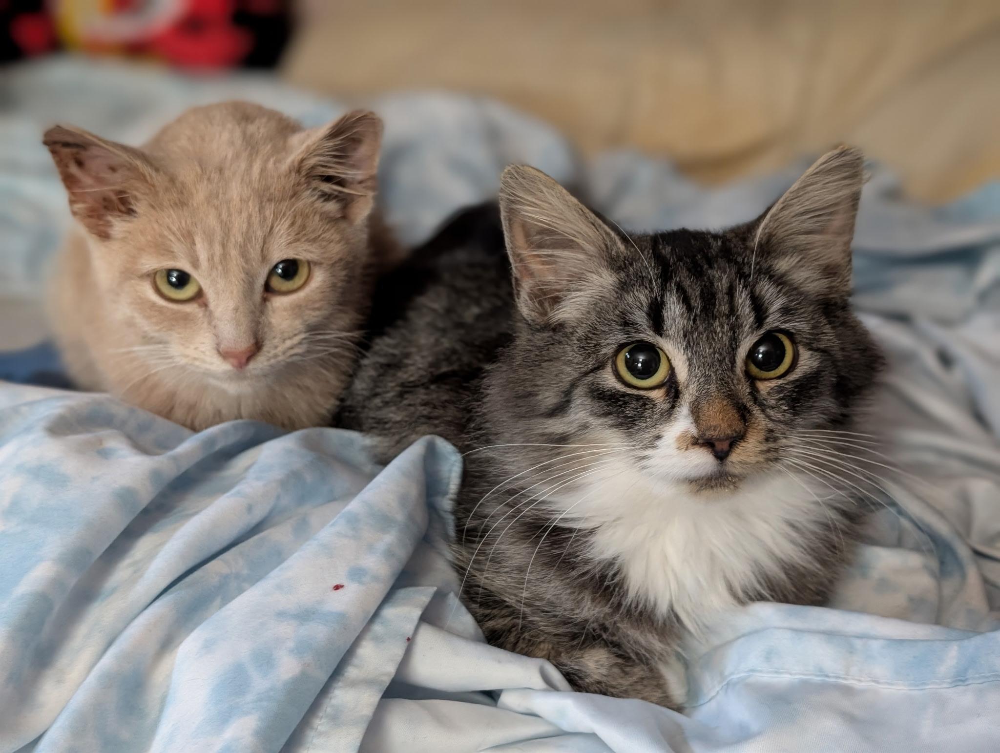 Enlarge Bristol, an adopted mixed breed in South Euclid, OH image 6/6