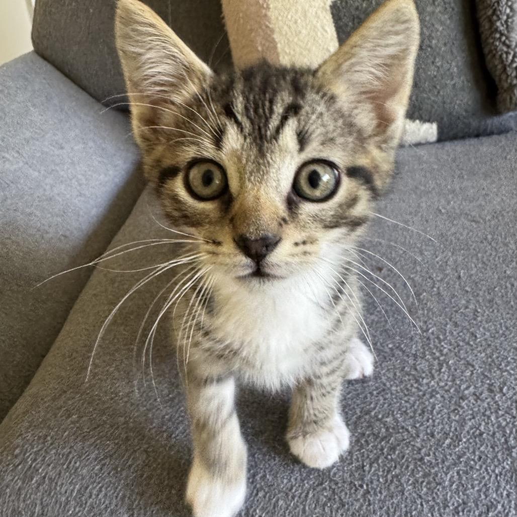 Hudson, a Adoptable Domestic Short Hair in Chapel Hill, NC image 1/4