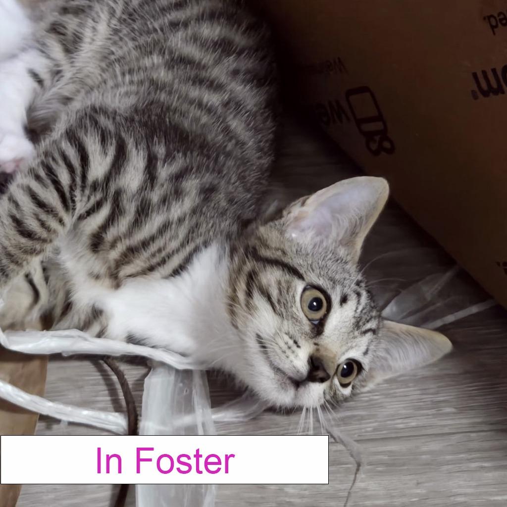 Hudson, a Adoptable Domestic Short Hair in Chapel Hill, NC image 2/4