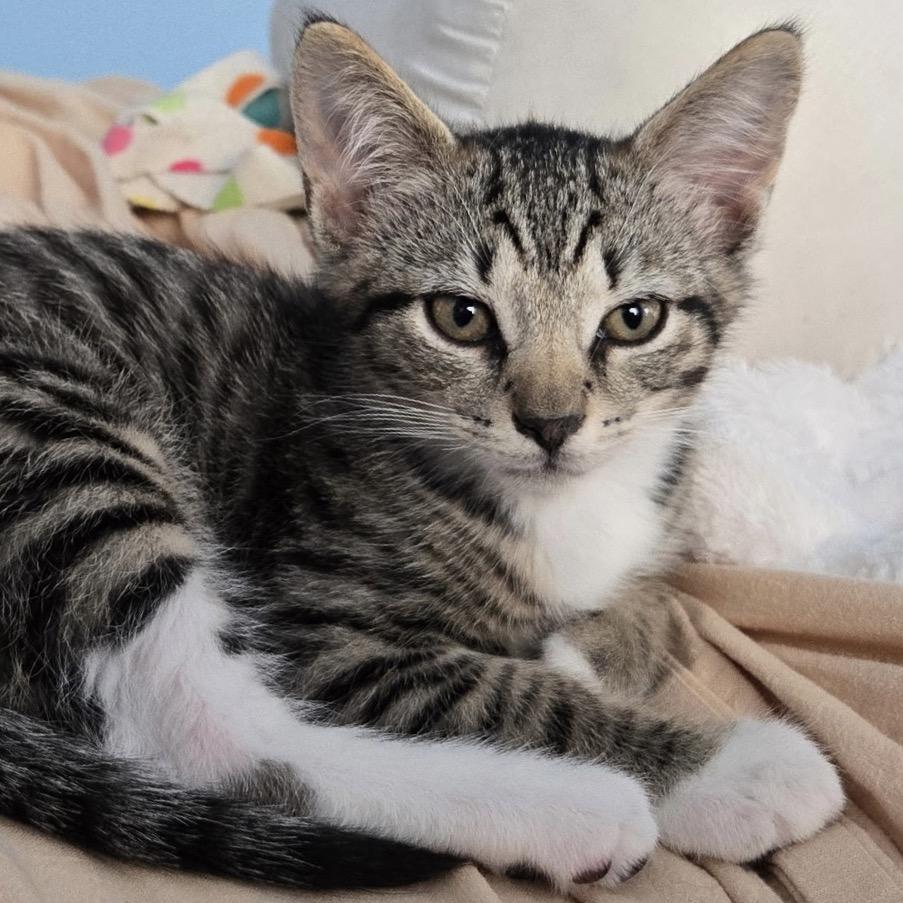 Hudson, a Adoptable Domestic Short Hair in Chapel Hill, NC image 3/4