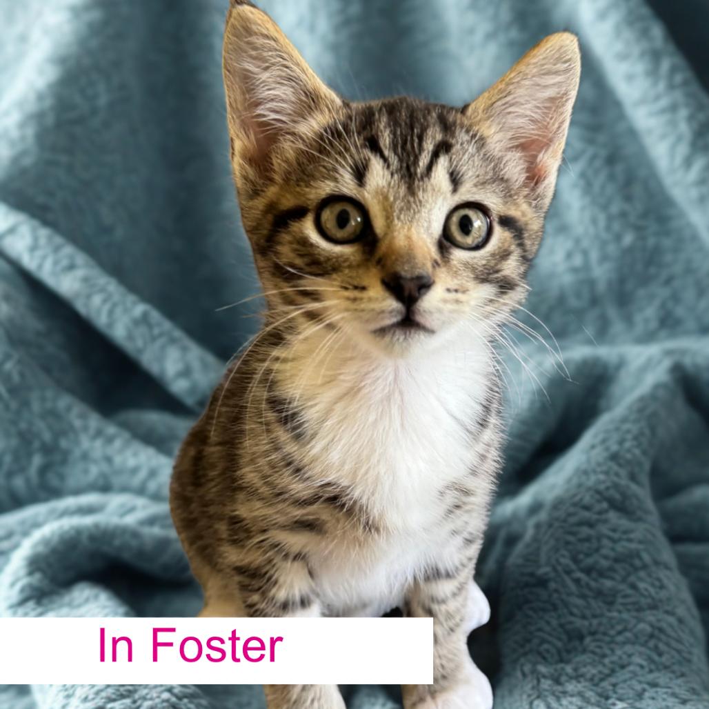 Hudson, a Adoptable Domestic Short Hair in Chapel Hill, NC image 4/4