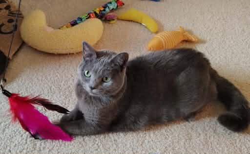 Enlarge Queenie, a ADOPTABLE Domestic Short Hair in Appleton, WI image 2/3