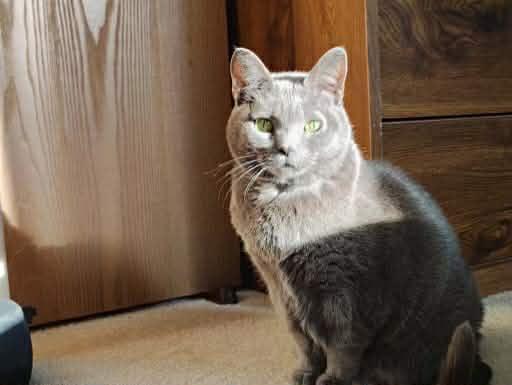 Enlarge Queenie, a ADOPTABLE Domestic Short Hair in Appleton, WI image 3/3