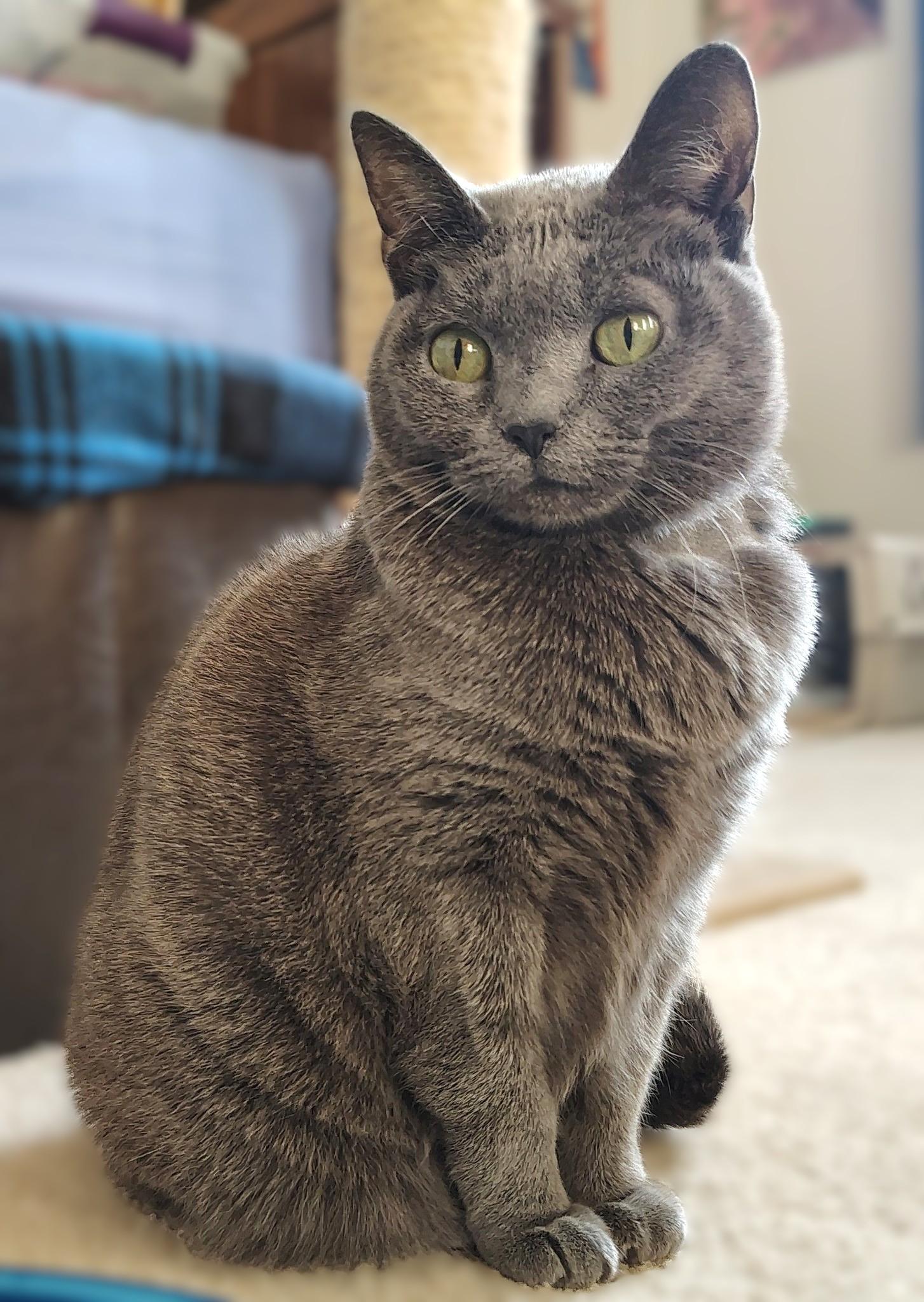 Enlarge Queenie, a ADOPTABLE Domestic Short Hair in Appleton, WI image 1/3