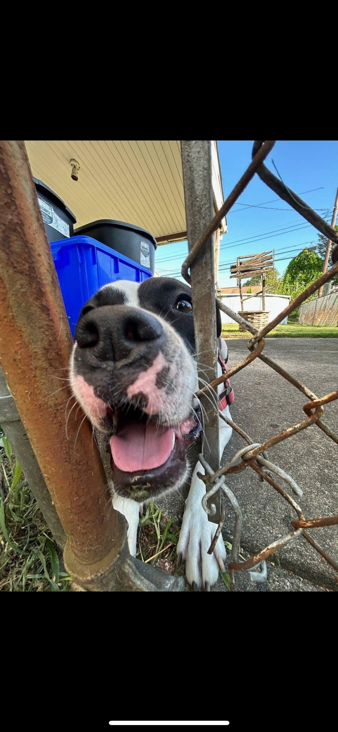Enlarge DAHLIA ROSE, a Adoptable Pit Bull Terrier in New Tripoli, PA image 2/5
