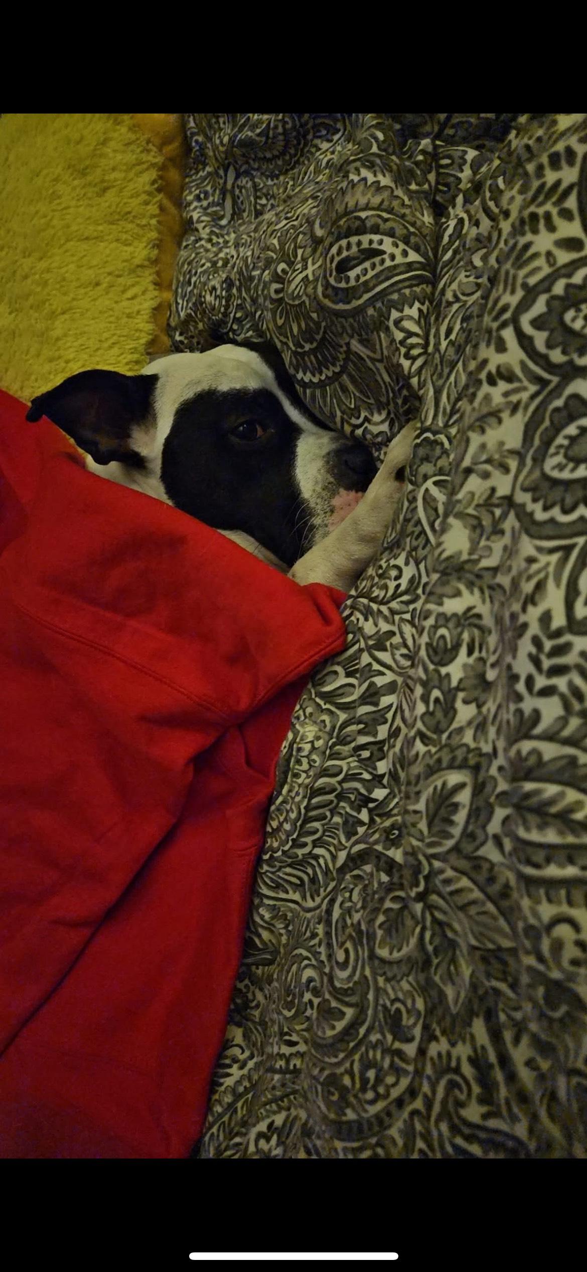 Enlarge DAHLIA ROSE, a Adoptable Pit Bull Terrier in New Tripoli, PA image 3/5