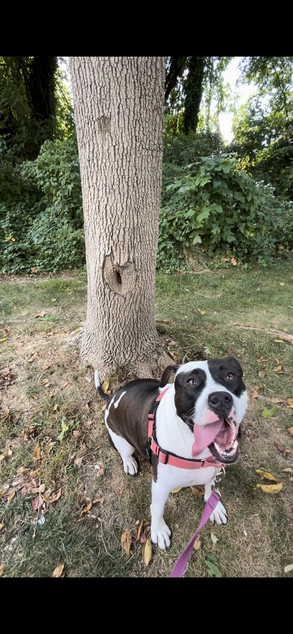 Enlarge DAHLIA ROSE, a Adoptable Pit Bull Terrier in New Tripoli, PA image 4/5