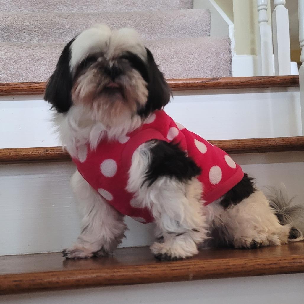 Enlarge Tofu, an adopted Shih Tzu in Helena, AL image 1/2