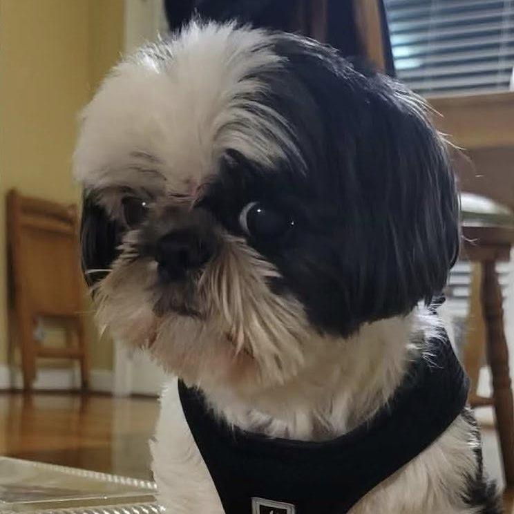 Enlarge Tofu, an adopted Shih Tzu in Helena, AL image 2/2