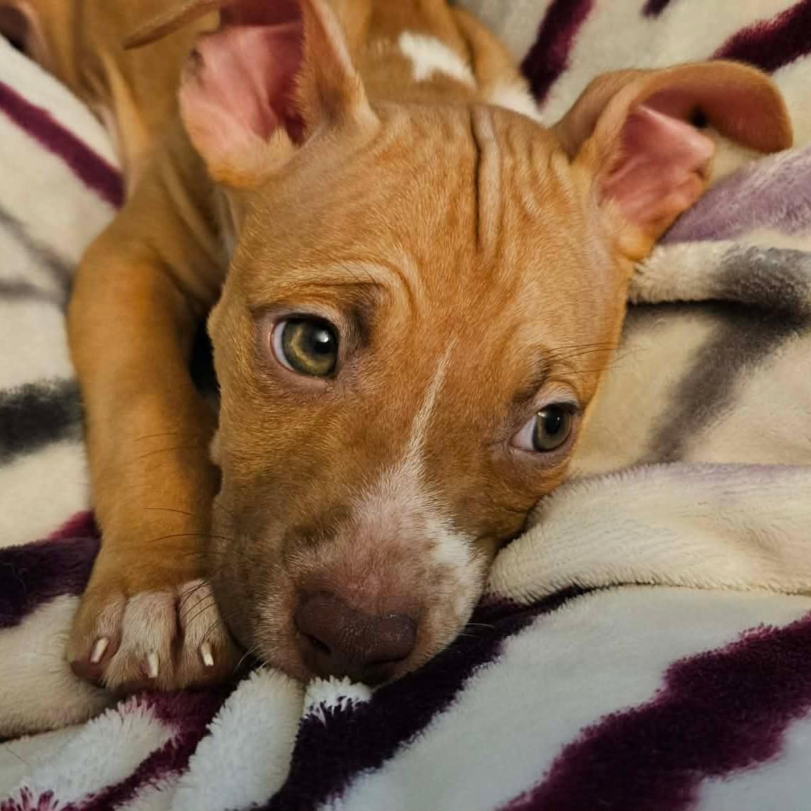 Enlarge Roary, a Adopted mixed breed in Bryan, TX image 2/2