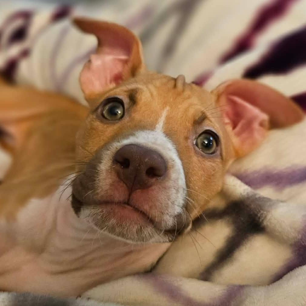 Roary, Adopted, Puppy Female Pit Bull Terrier & American Staffordshire Terrier.