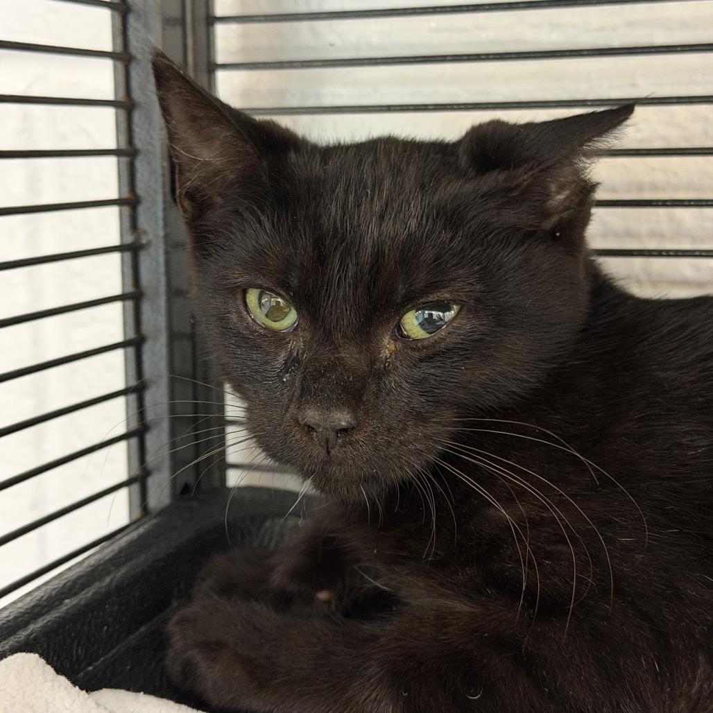 Milkyway, Adoptable, Kitten Female Domestic Short Hair.