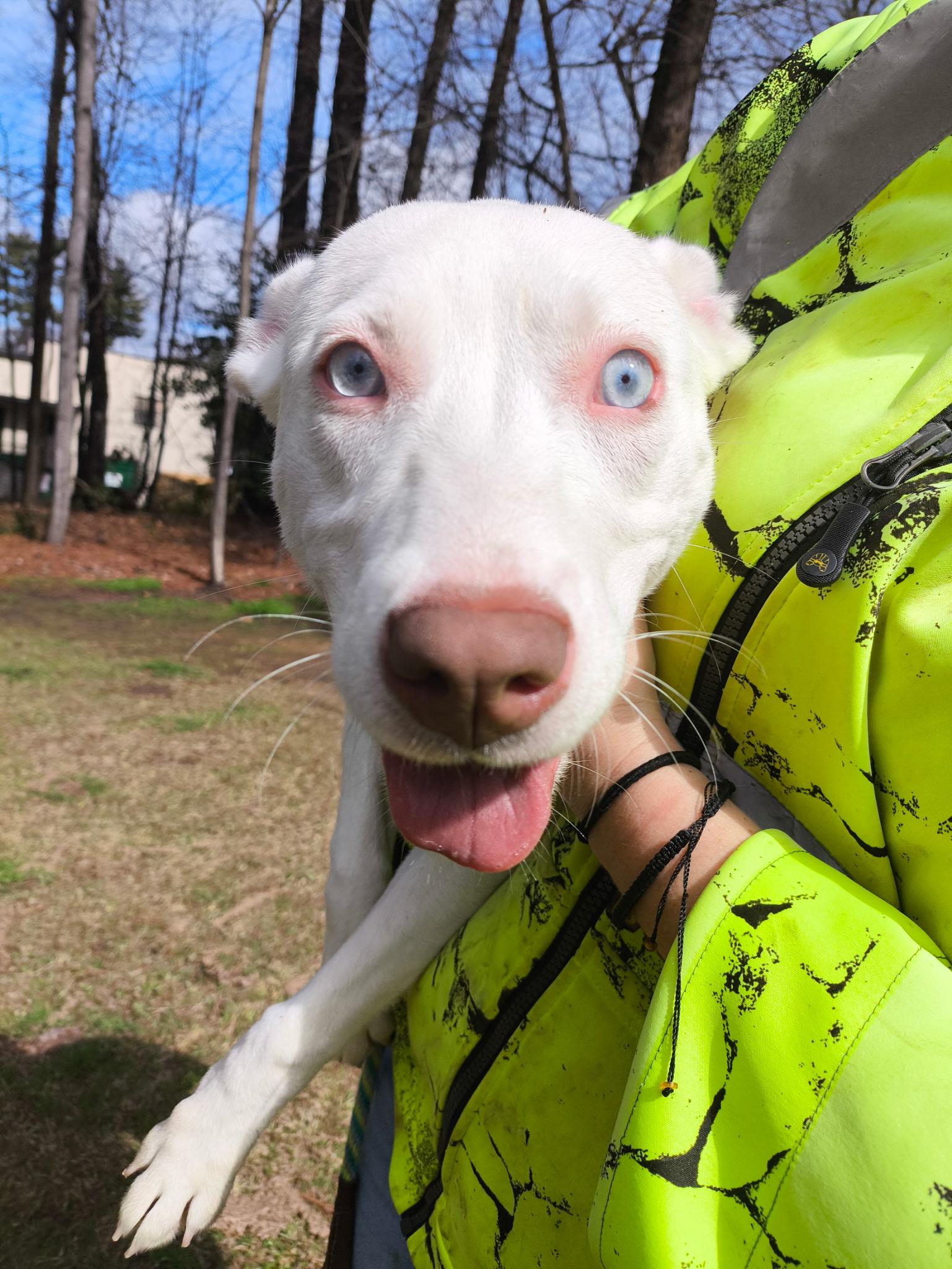 Kia, a Adoptable mixed breed in Smyrna, GA image 2/5