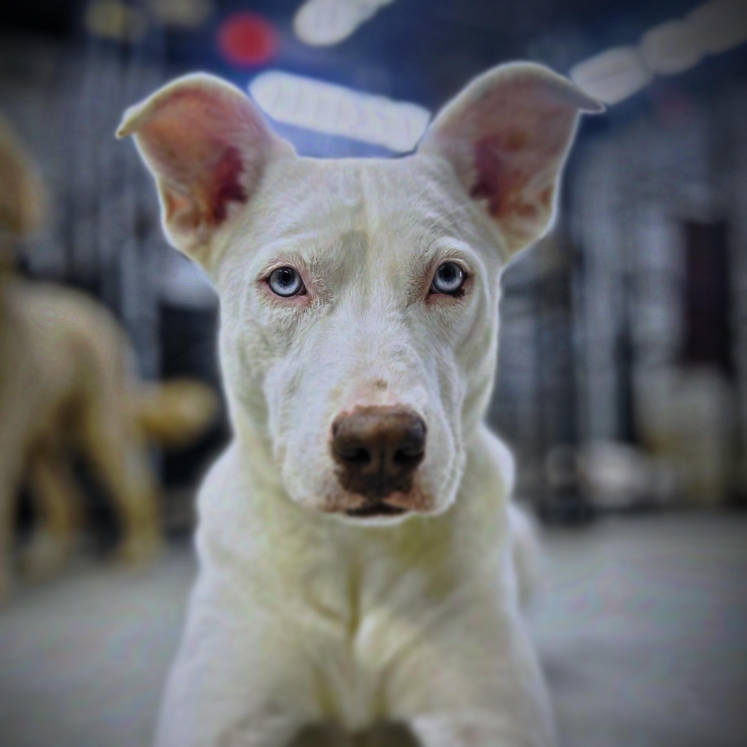 Enlarge Kia, a Adoptable mixed breed in Smyrna, GA image 1/6