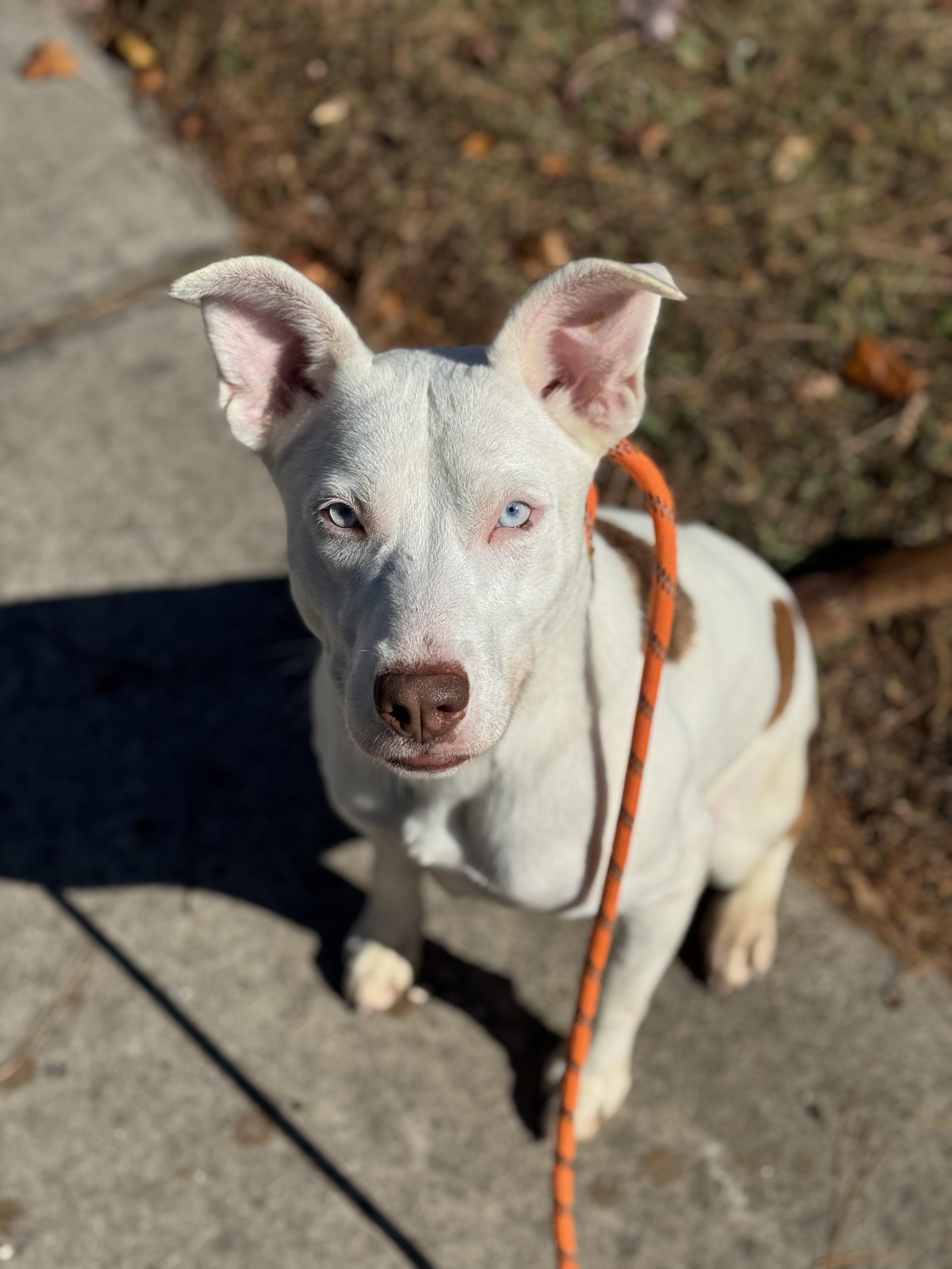 Kia, Adoptable, Puppy Female Husky & Labrador Retriever.