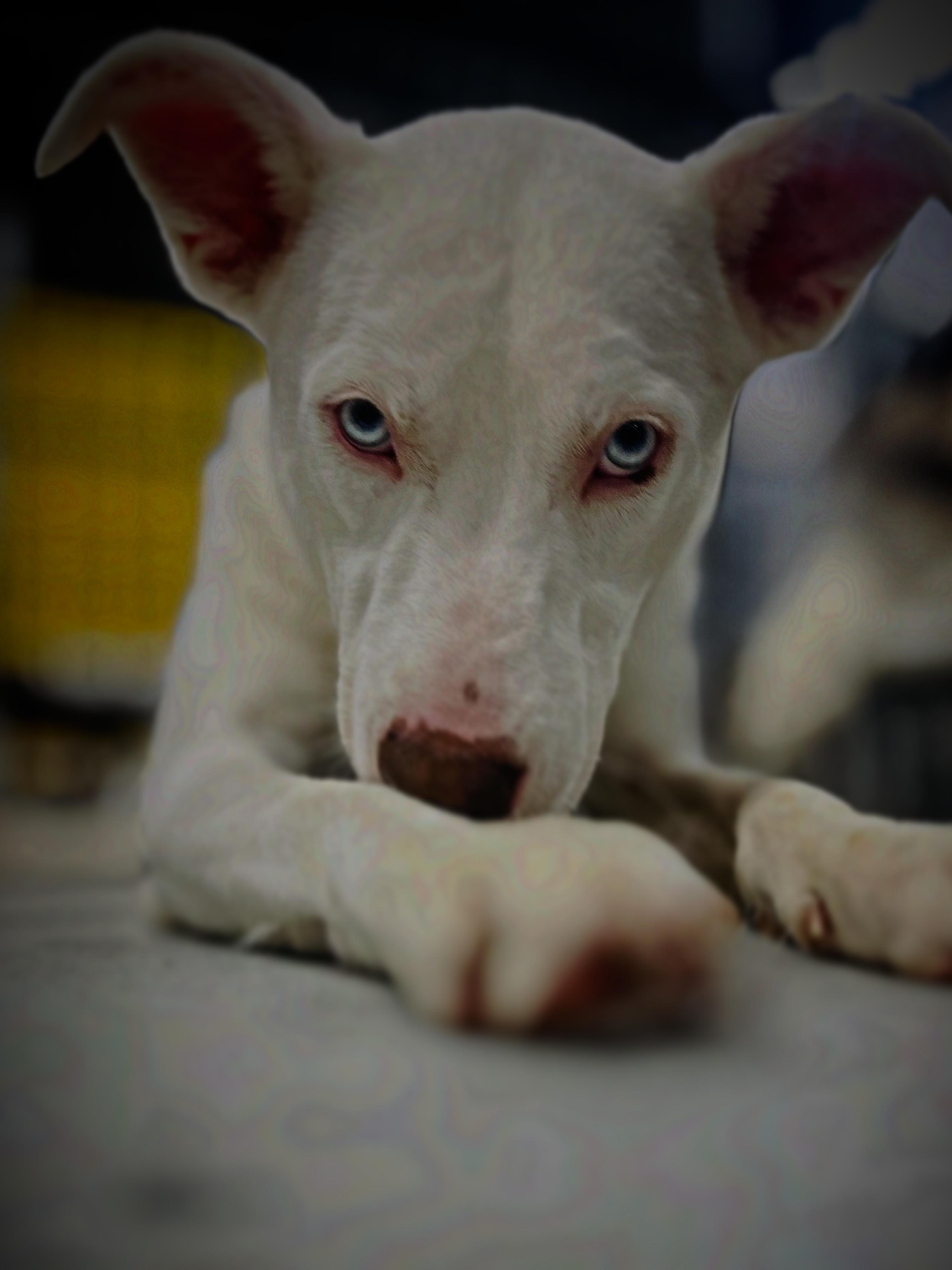 Enlarge Kia, a Adoptable mixed breed in Smyrna, GA image 3/6