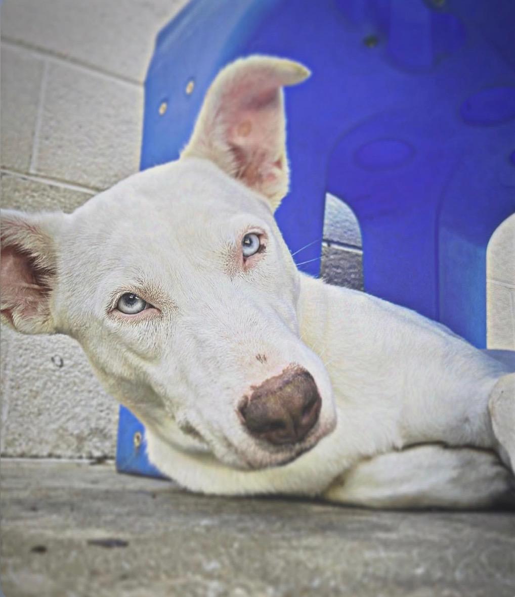 Enlarge Kia, a Adoptable mixed breed in Smyrna, GA image 2/6