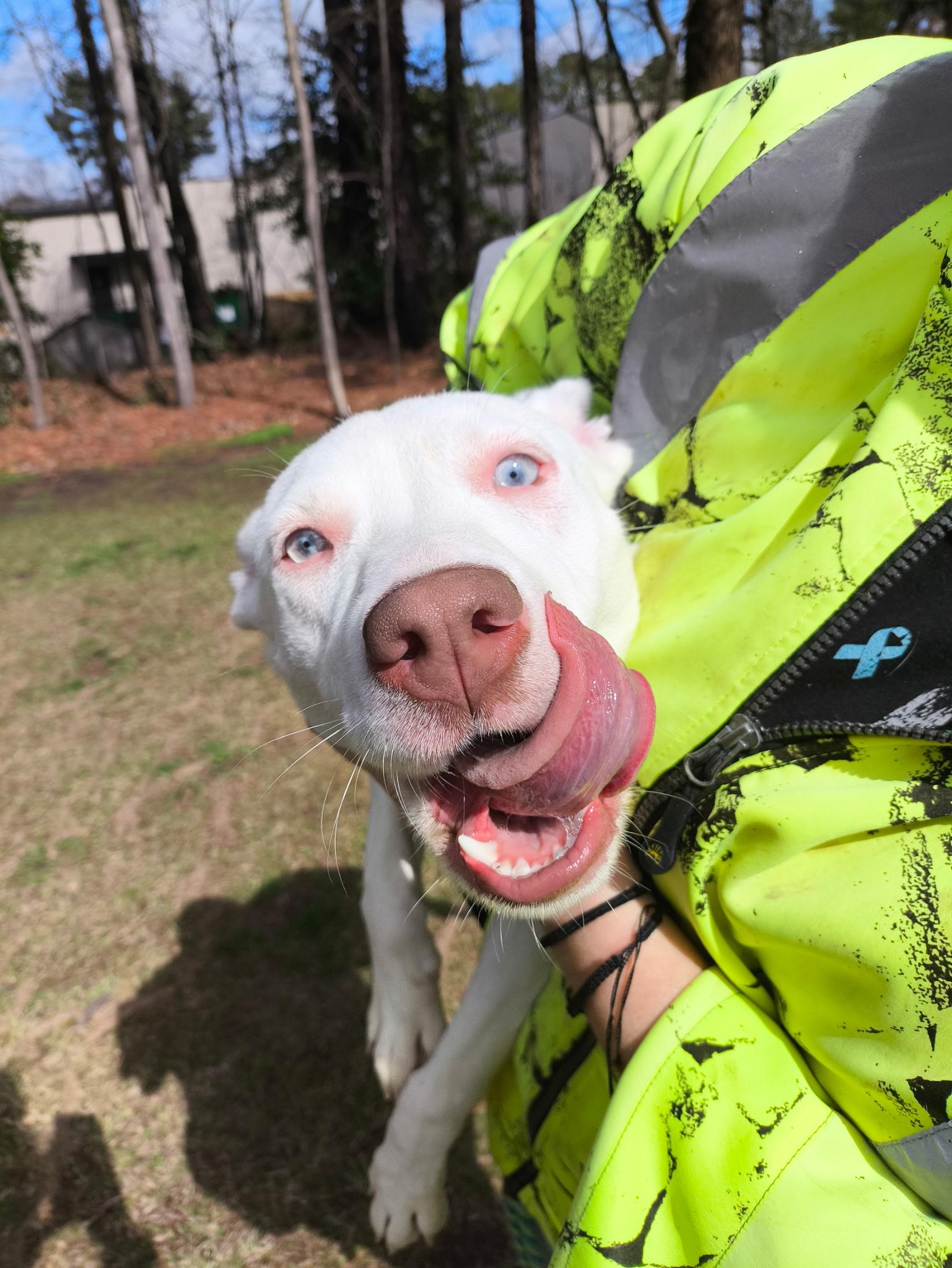 Kia, a Adoptable mixed breed in Smyrna, GA image 4/5