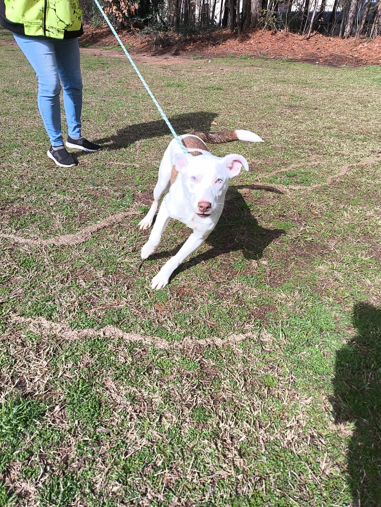 Kia, a Adoptable mixed breed in Smyrna, GA image 5/5