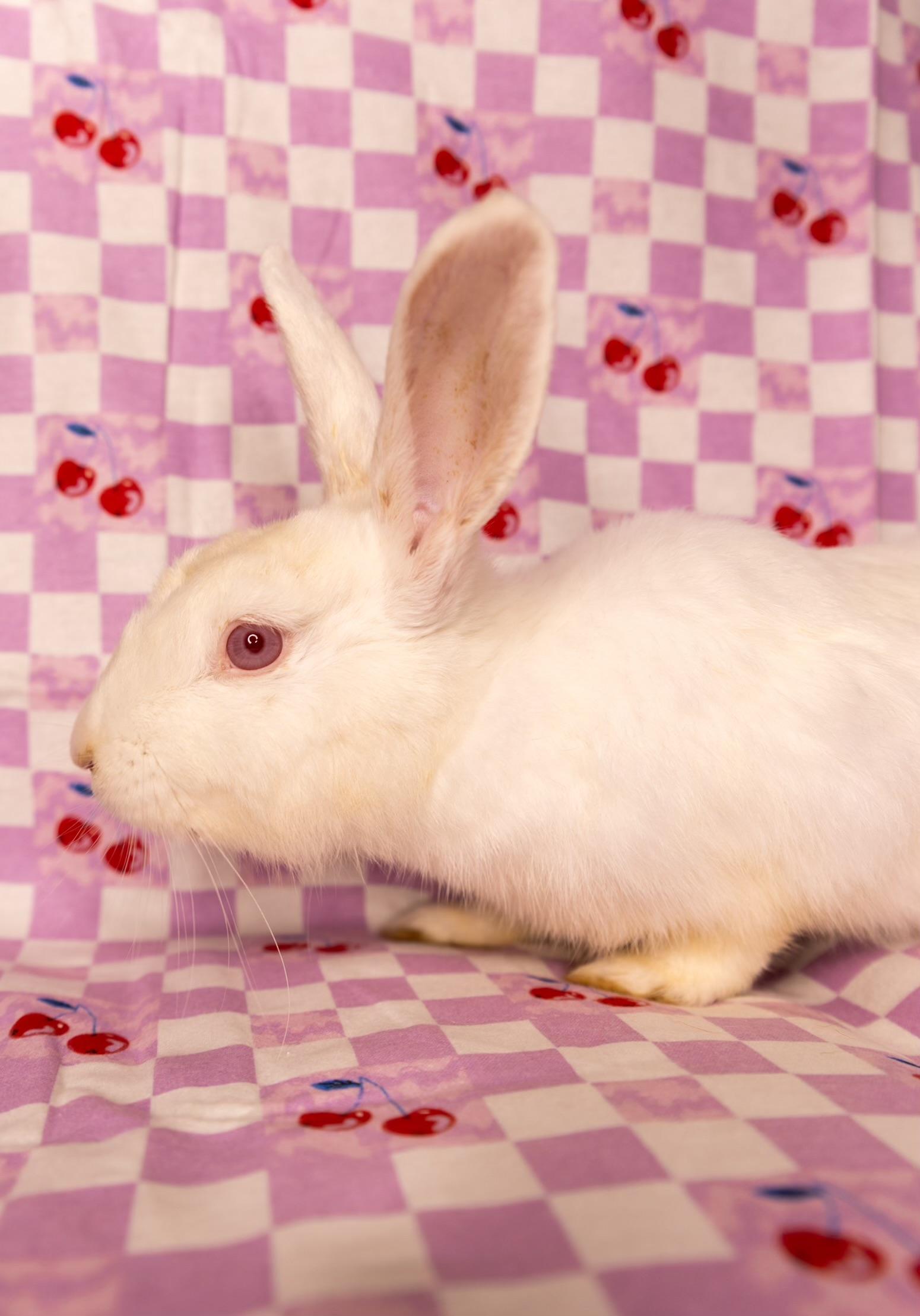 Doodlebug, ADOPTABLE, Young Female New Zealand.