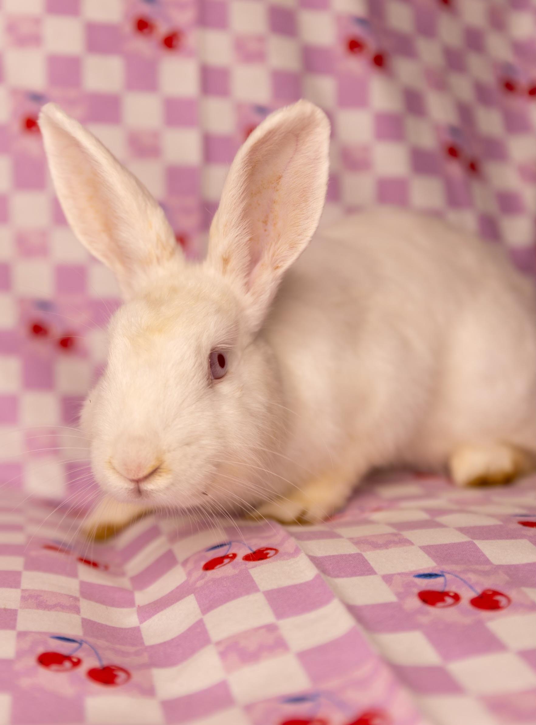 Doodlebug, a ADOPTABLE New Zealand in North Little Rock, AR image 3/3