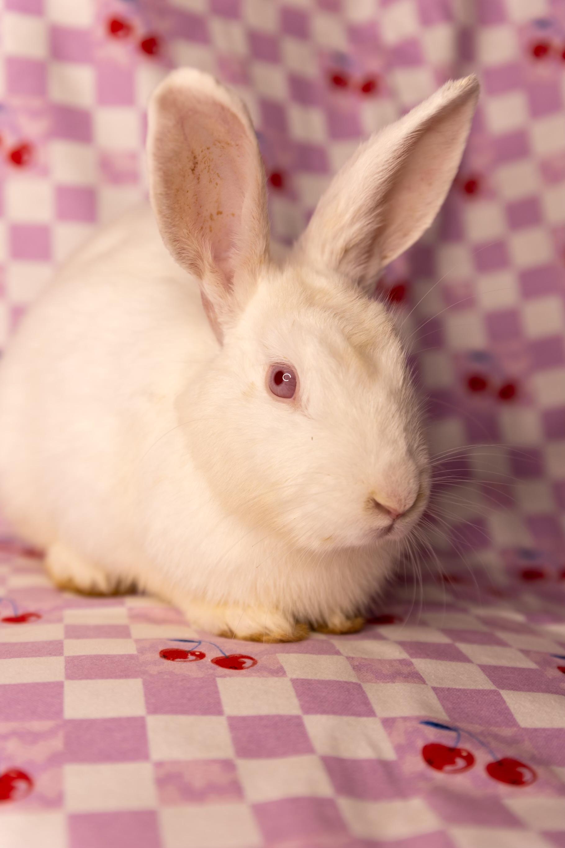 Doodlebug, a ADOPTABLE New Zealand in North Little Rock, AR image 2/3